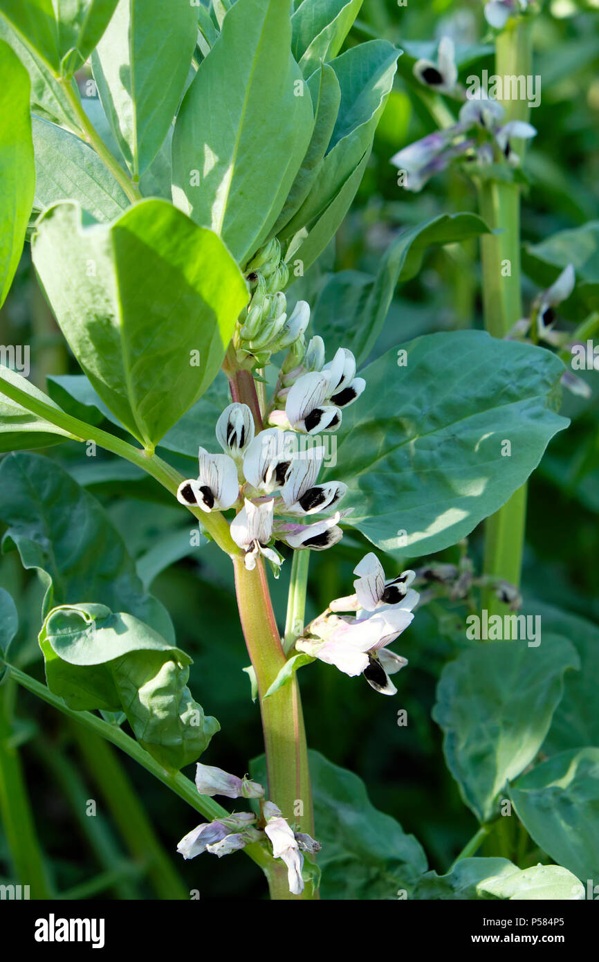 Fèves (Vicia faba) la floraison dans un pays rural jardin en juin le soleil d'été Carmarthenshire, West Wales UK KATHY DEWITT Banque D'Images