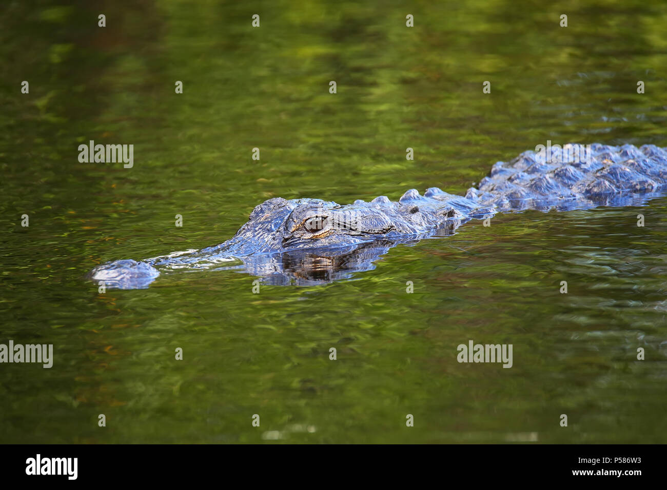 (Alligator mississippiensis Alligator) natation, Floride Banque D'Images