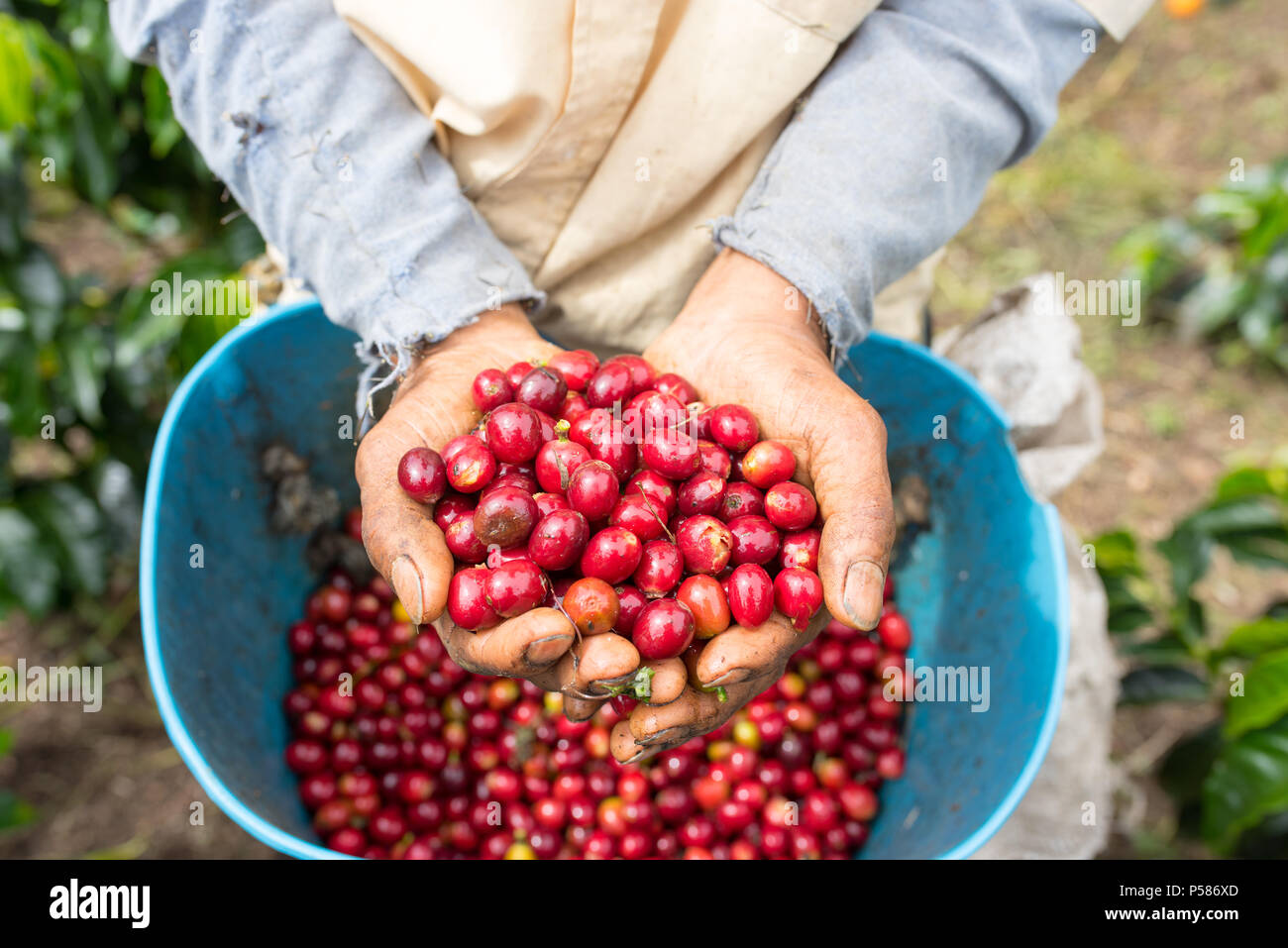 Farmer showing red et pris dans ses mains les grains de café Banque D'Images