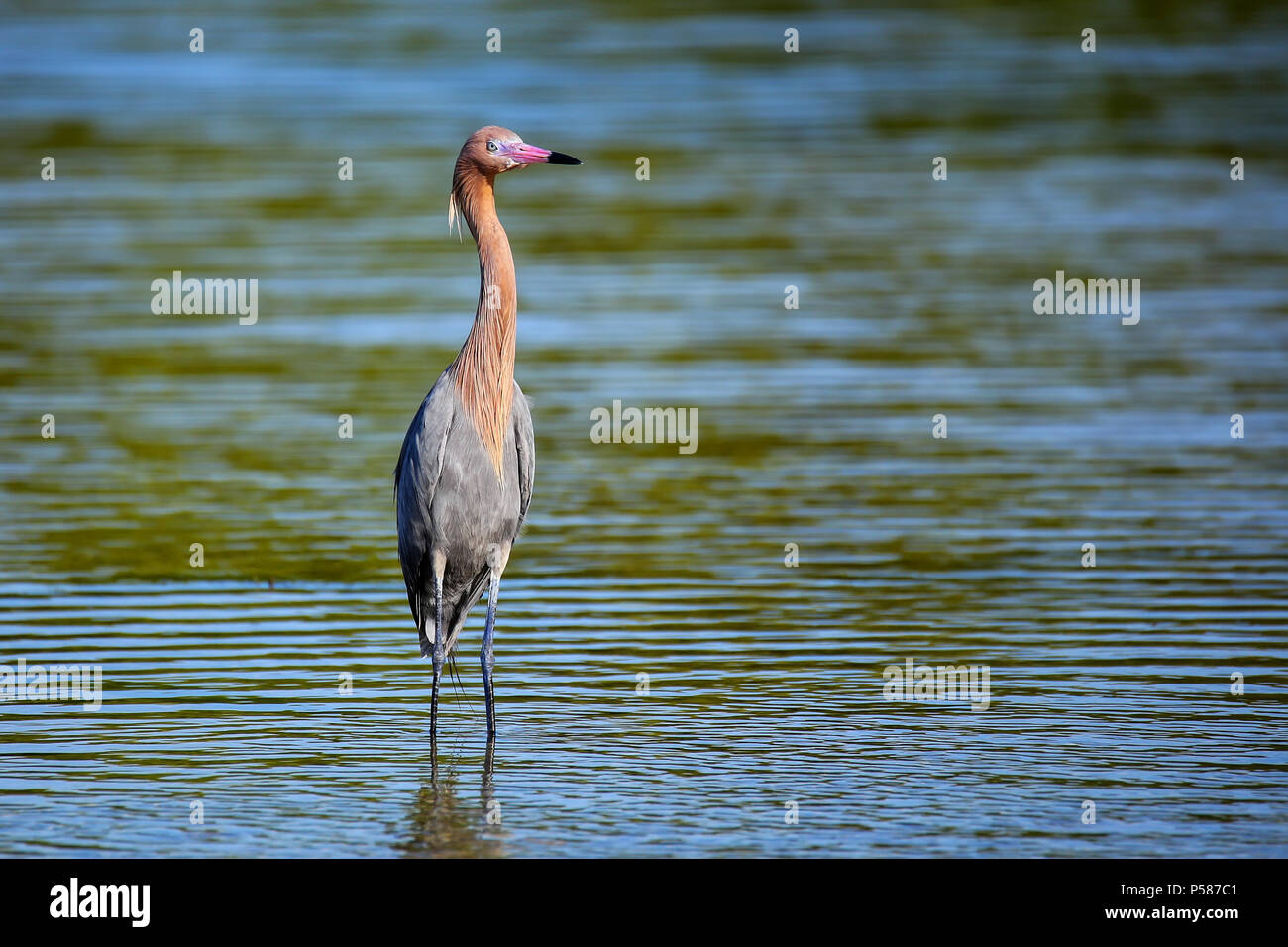 Aigrette garzette (Egretta rufescens rougeâtre) pataugeant dans l'eau Banque D'Images