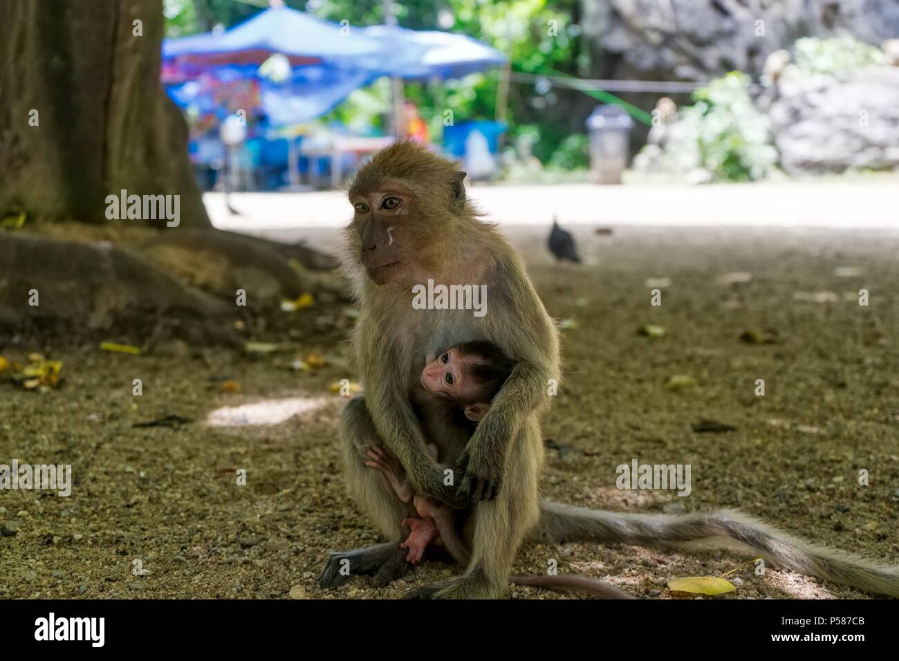 Singe Macaque portant son bébé à la Montagne des Singes Banque D'Images