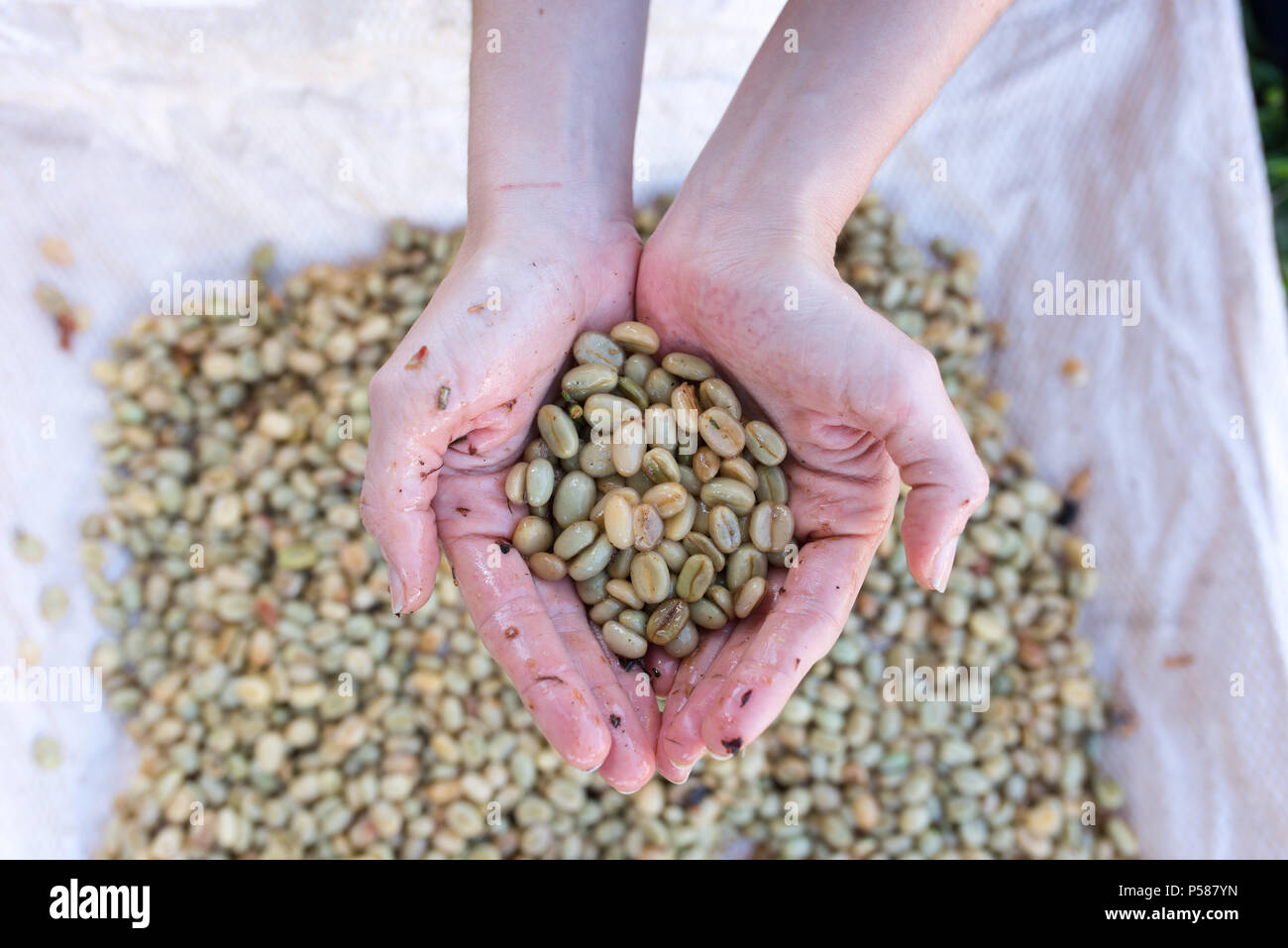 Mains tenant les grains de café lavé sur une ferme de café en Jericó, Colombie dans l'état d'Antioquia Banque D'Images