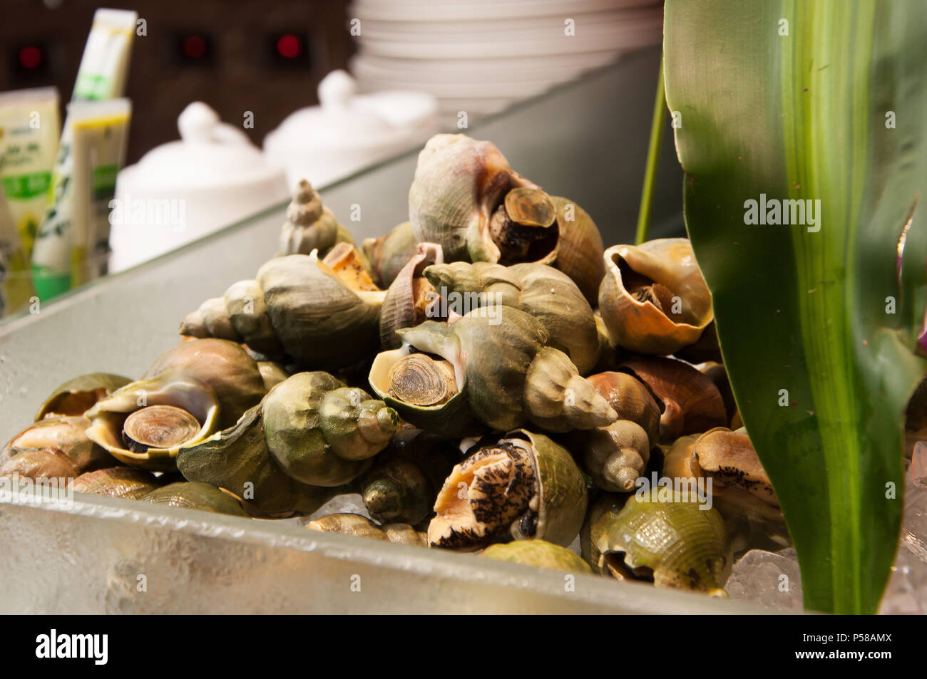 Fruits de mer-escargot Jade Banque D'Images