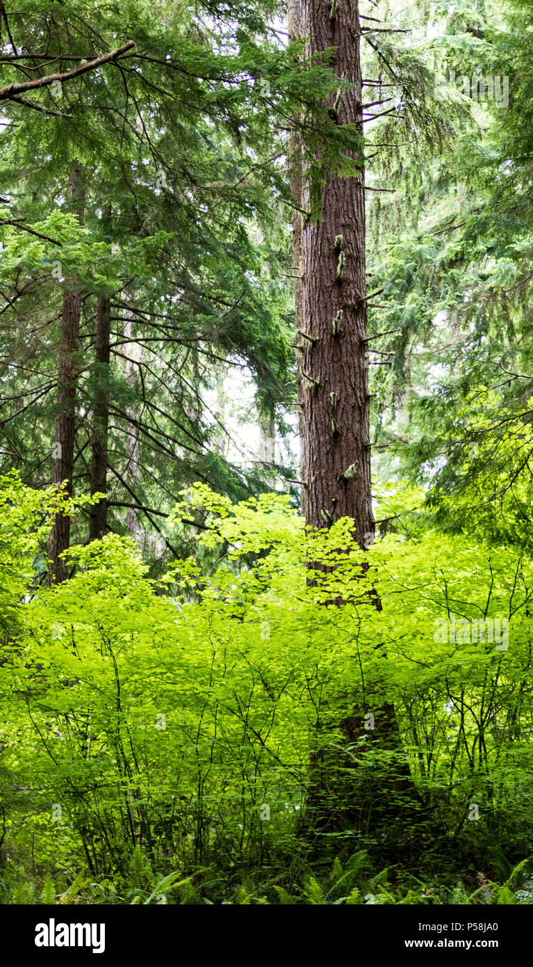 Feuilles vert vif entourant un grand arbre dans la forêt Banque D'Images