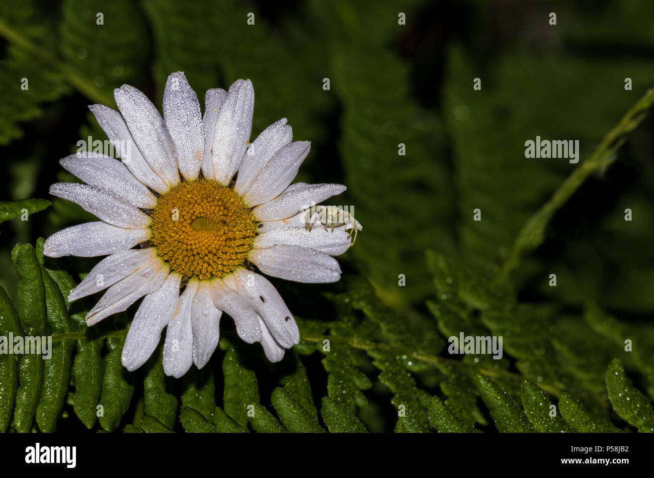 Crabe blanc Dainty spider hunting sur une fleur marguerite de fougères Banque D'Images