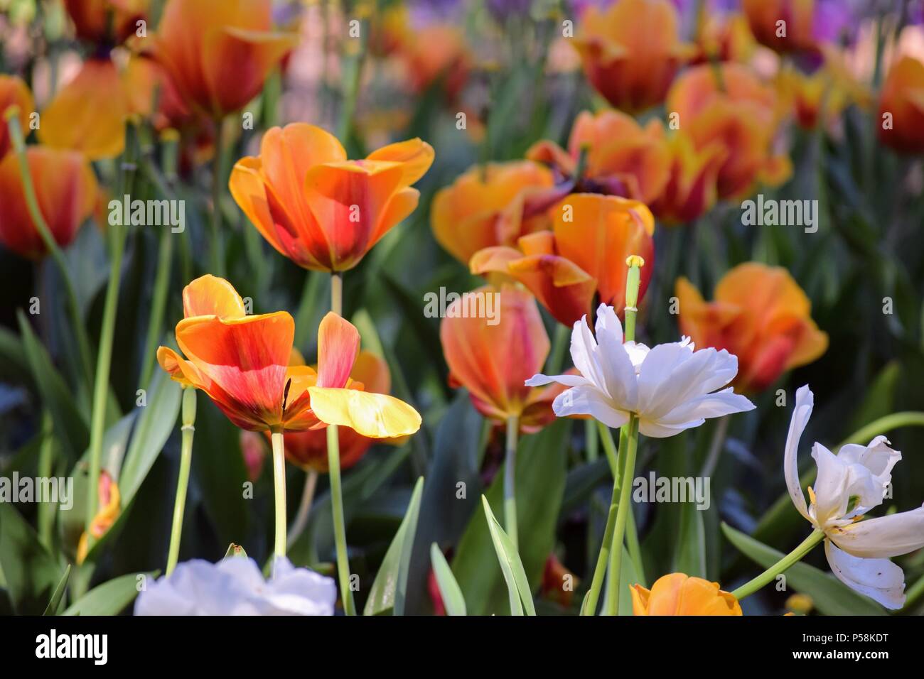 Coquelicots de Californie Orange avec un seul pavot blanc, Descanso Gardens, CA Banque D'Images