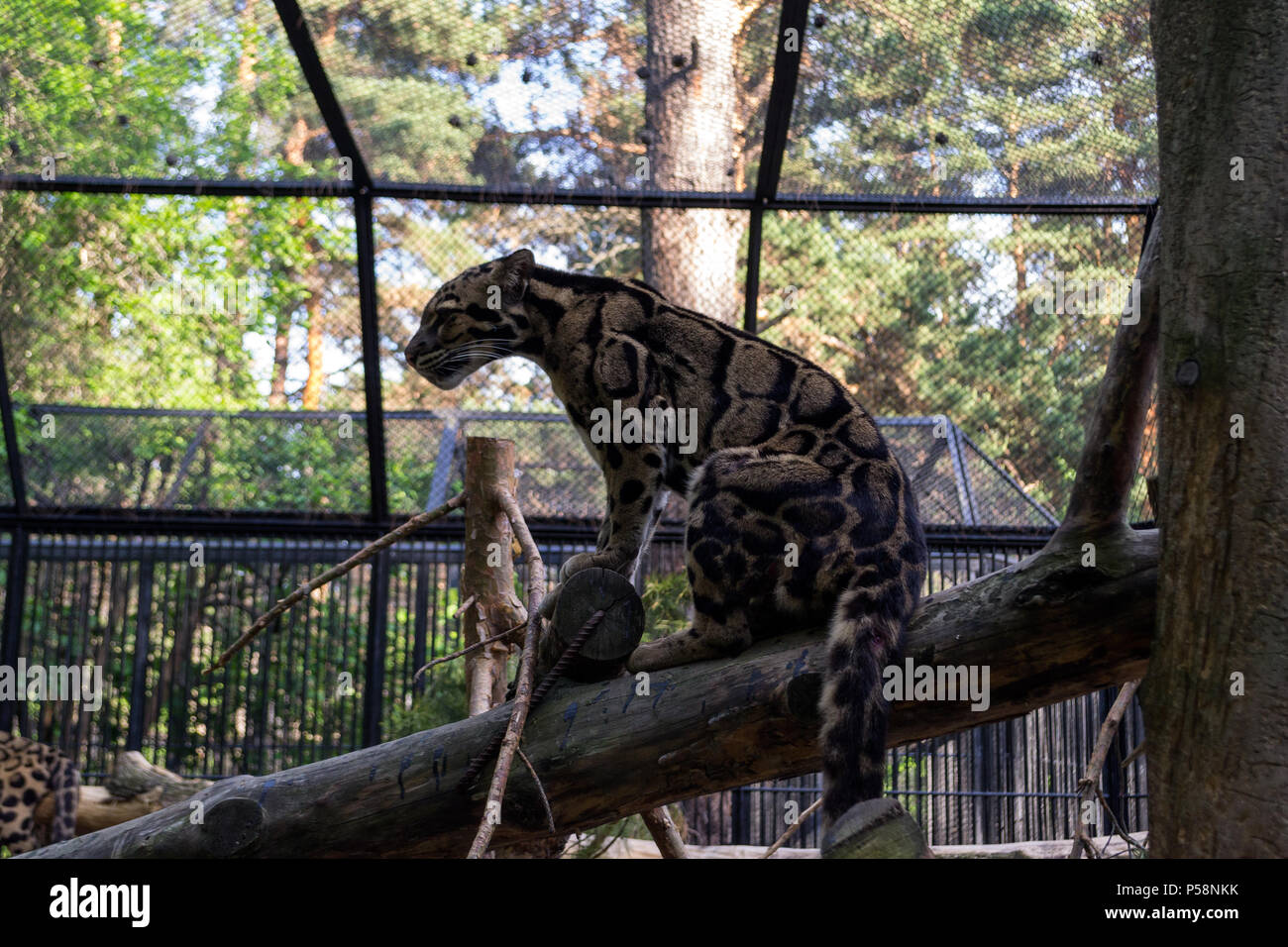 Une belle fumée tacheté leopard est assis sur un arbre orchered avec un treillis dans une cage sur un fond de vert des arbres dans le zoo de Novossibirsk Banque D'Images