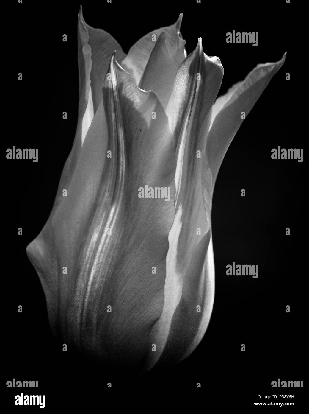 Étude des tulipes en noir et blanc Banque D'Images