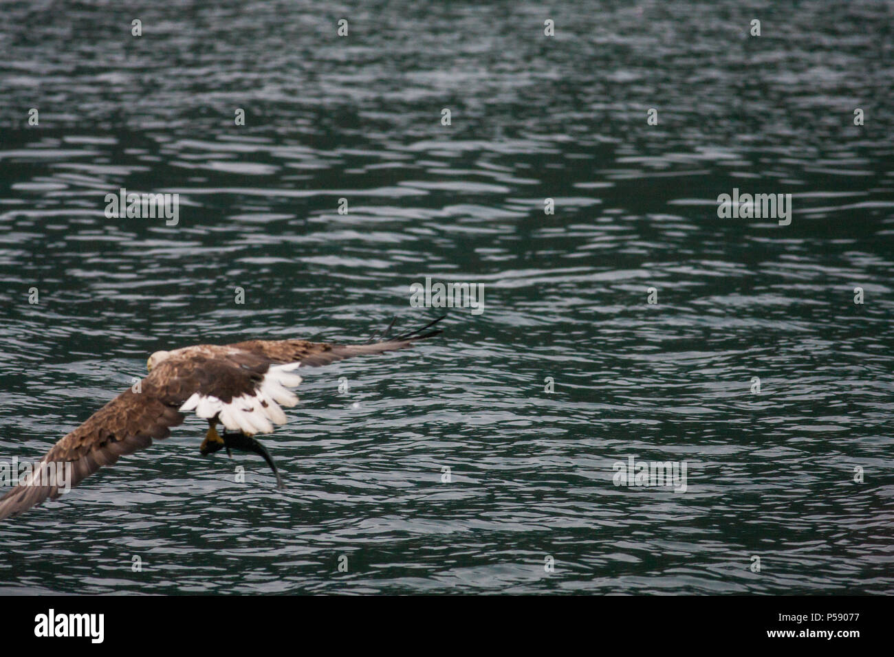 Le cerf, l'aigle de mer Havsörn (Haliaeetus albicilla) Banque D'Images