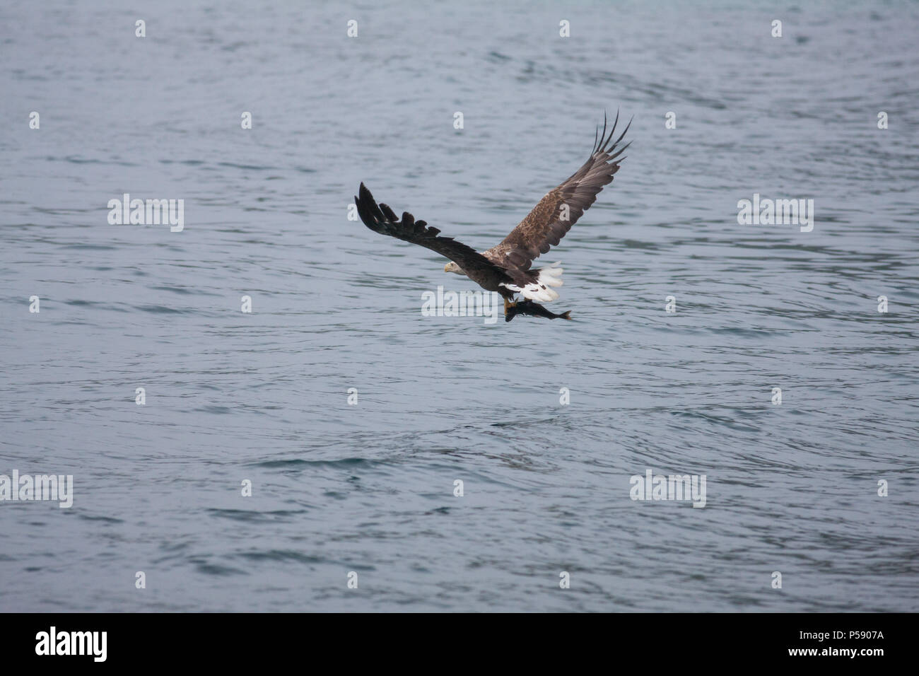 Le cerf, l'aigle de mer Havsörn (Haliaeetus albicilla) Banque D'Images