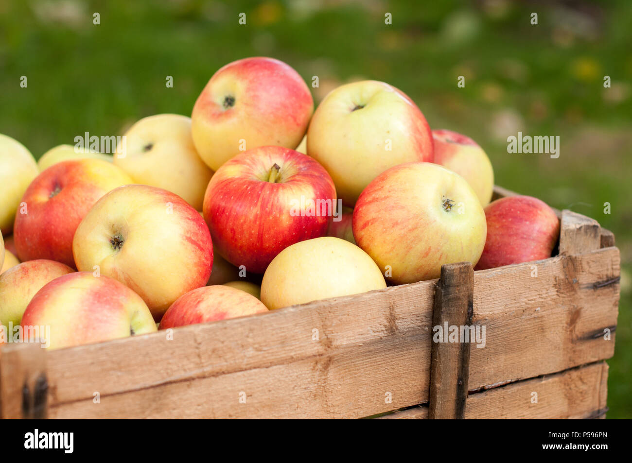 Récipient en bois plein de fruits rouges et pommes jaunes Banque D'Images