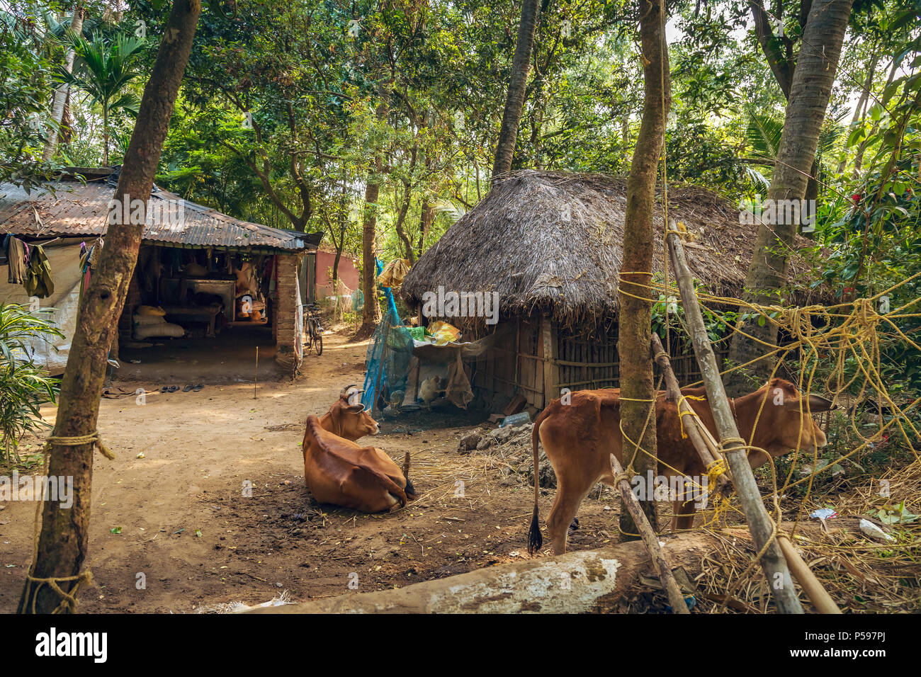 Scène de village avec des huttes au toit de chaume et de bétail près de Puri, Orissa, Inde. Banque D'Images