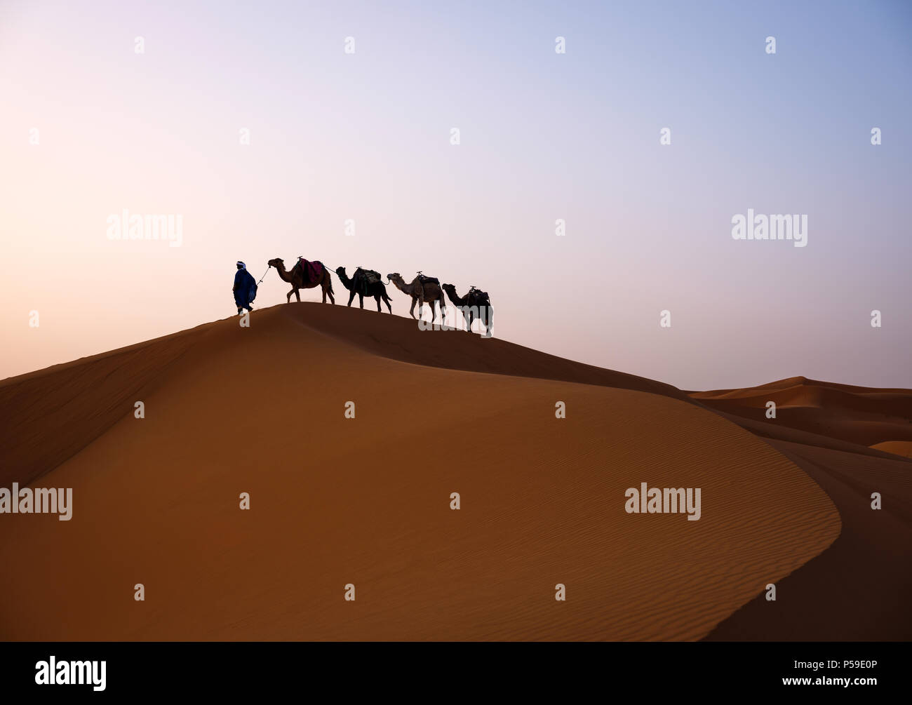 Meknès - TAFILALET, MAROC - CIRCA AVRIL 2017 : berbère avec des chameaux dans les dunes du désert du Sahara Marocain Banque D'Images
