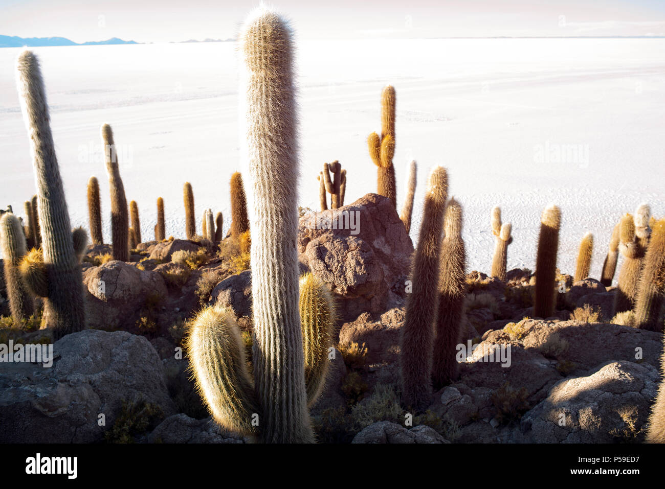 L'île de Cactus - également connu sous le nom de l'île du poisson - dans Salar de Uyuni, Bolivie. Banque D'Images L'île de Cactus - également connu sous le nom de l'île du poisson - dans Salar de Uyuni, Bolivie. Banque D'Images