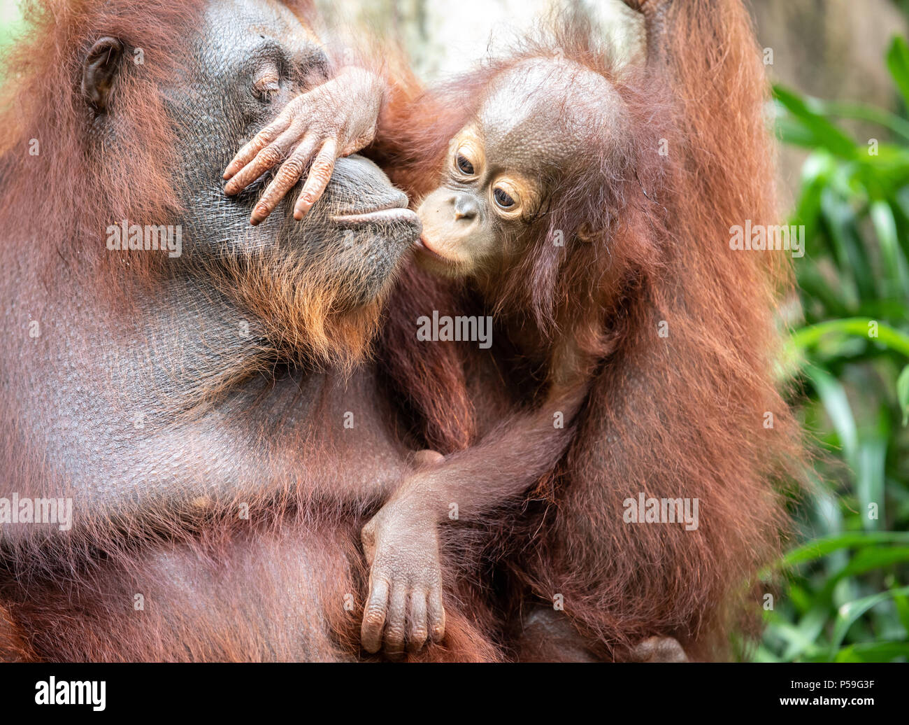 Portrait d'une mère orang-outang velu embrasser petit bébé dans la verdure d'une forêt tropicale. Singapour. Banque D'Images Portrait d'une mère orang-outang velu embrasser petit bébé dans la verdure d'une forêt tropicale. Singapour. Banque D'Images