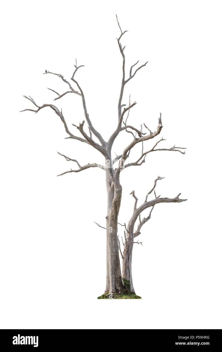 Ancien et unique arbre mort isolé sur fond blanc Banque D'Images