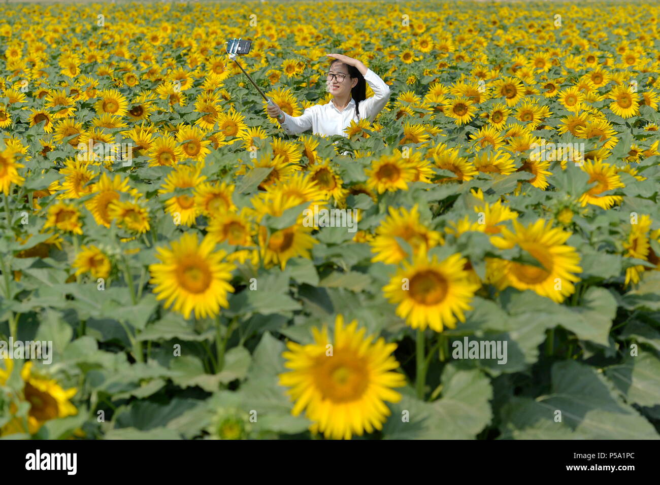 Beijing fudun Family Apartment, Province de Hebei en Chine. 26 Juin, 2018. Le tourisme représente pour vos autoportraits dans un champ de tournesol au Village de Nandu Beijing Fudun Family Apartment, Chine du nord, dans la province du Hebei, le 26 juin 2018. Au cours des dernières années, les autorités de Beijing Fudun Family Apartment ont fait des efforts pour construire une économie qui intègre le tourisme avec les industries agricoles. Credit : Zhu Xudong/Xinhua/Alamy Live News Banque D'Images