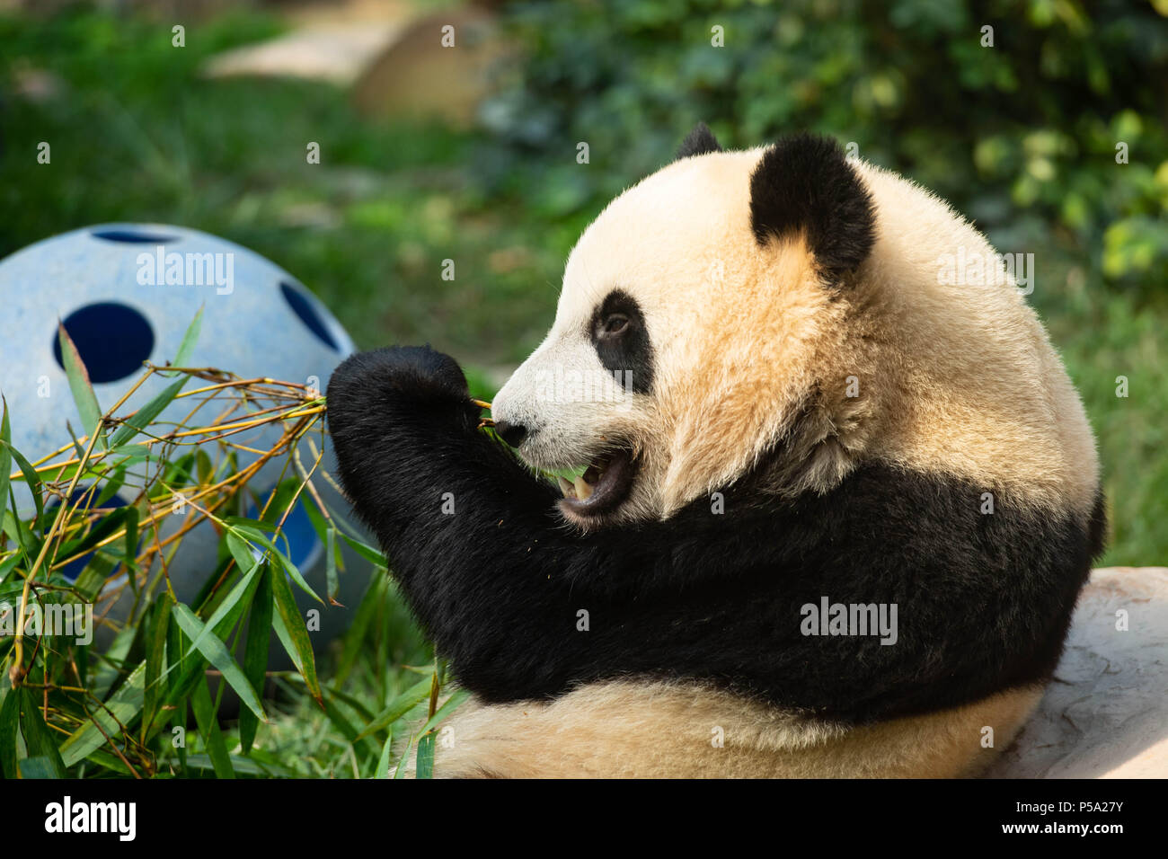 Macao, le 26 juin. 26 Juin, 2016. Panda géant Jianjian mange le bambou à Macao, Chine du sud, le 26 juin 2018. Les deux frères panda Jianjian Kangkang et ont célébré leur deuxième anniversaire mardi. Une femelle panda Xinxin a donné naissance à la paire de petits lits jumeaux masculins le 26 juin 2016. Credit : Cheong Kam Ka/Xinhua/Alamy Live News Banque D'Images