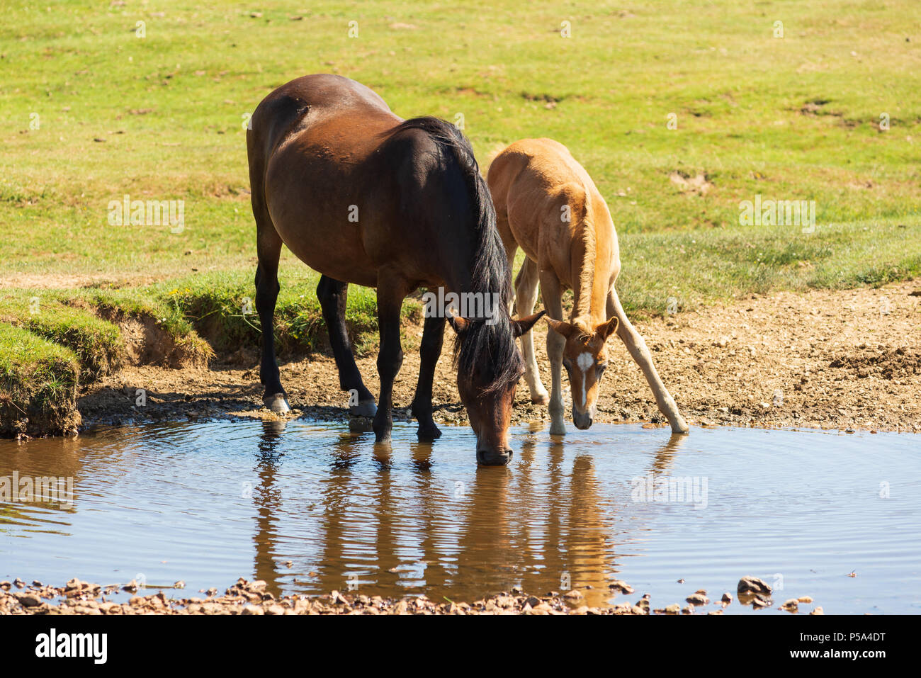 New Forest Pony mère et foal boire d'un ruisseau, Hampshire, Royaume-Uni. Vague de chaleur dans le sud du parc national de l'Angleterre. Le mois de juin 2018 sera l'un des plus chauds et des plus secs jamais enregistrés. Banque D'Images