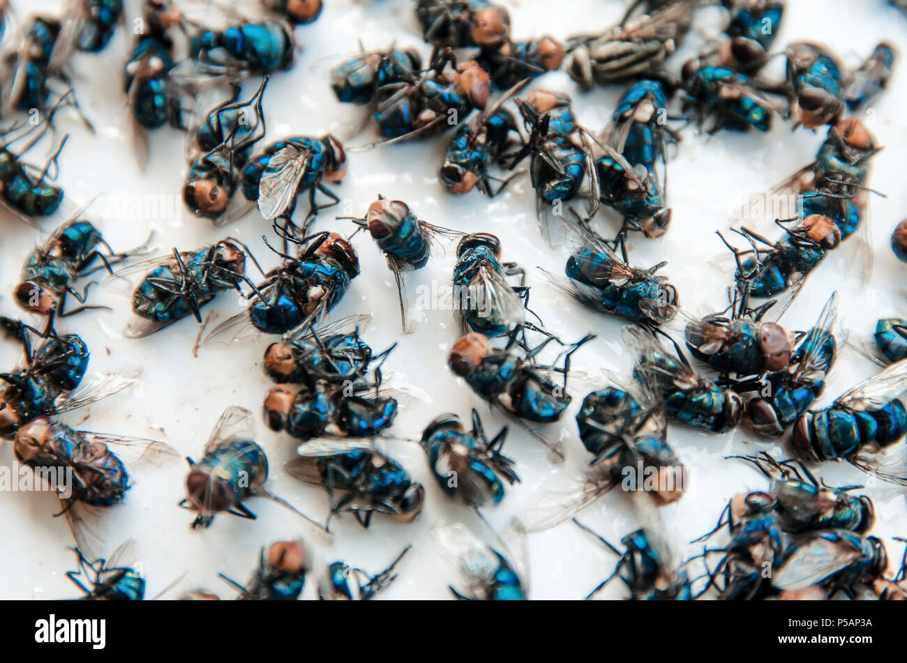 Close up of beaucoup volent sur le fond blanc, sale et insectes mouche morte sur le plancher, insecte qui transmet la maladie et la charogne de voler, voler bug sont l'impo Banque D'Images