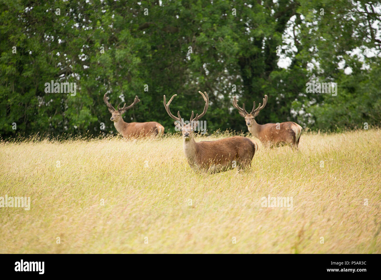 Trois cerfs rouges, Cervus elaphus, avec leurs bois en velours, qui broutaient dans un pré. L'ensemble de la population britannique de l'espèce est supérieure tha Banque D'Images