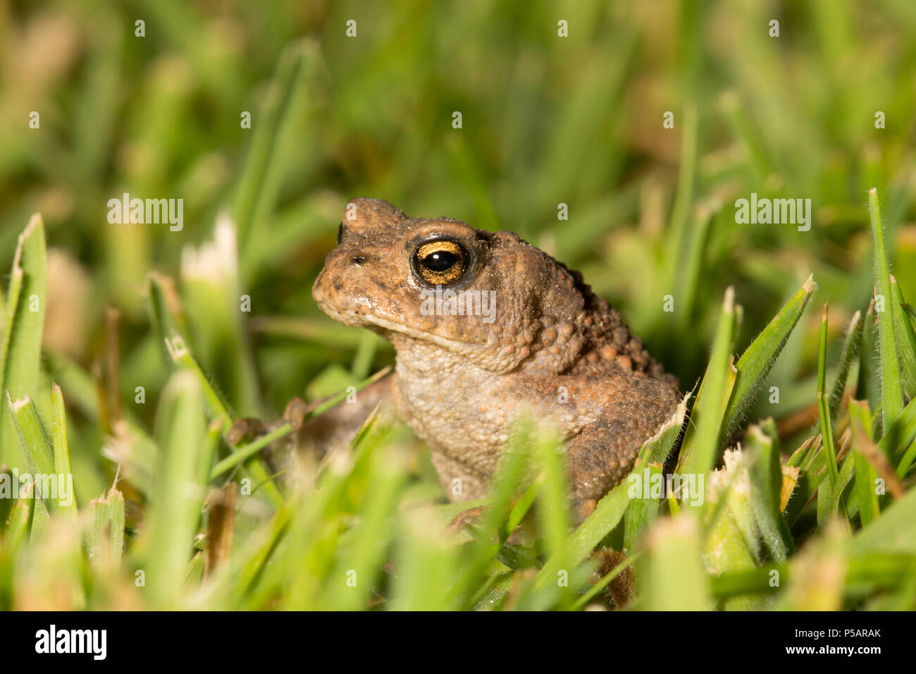 Un crapaud Bufo bufo, sur une pelouse tondue photographié dans un jardin de nuit. North West Lancashire England UK GO Banque D'Images