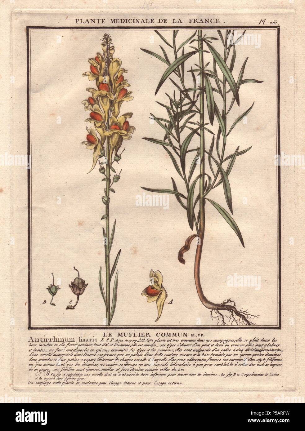 Yellow snapdragon Antirrhinum (vulgare).. . Le muflier commun. . Le botaniste français Jean Baptiste François Pierre Brisson est né vers 1742 à Aubepierre-en-Barrois (Haute Marne) et est mort le 26 septembre 1793 à Paris. Il a fait ses études à Angers, et, plus tard, illustré et publié un certain nombre de botanique et de mycologie travaille sur la flore française. Il a étudié l'art et de gravure sous François Martinet, le célèbre artiste de beaucoup de l'histoire naturelle de Buffon livres. Banque D'Images