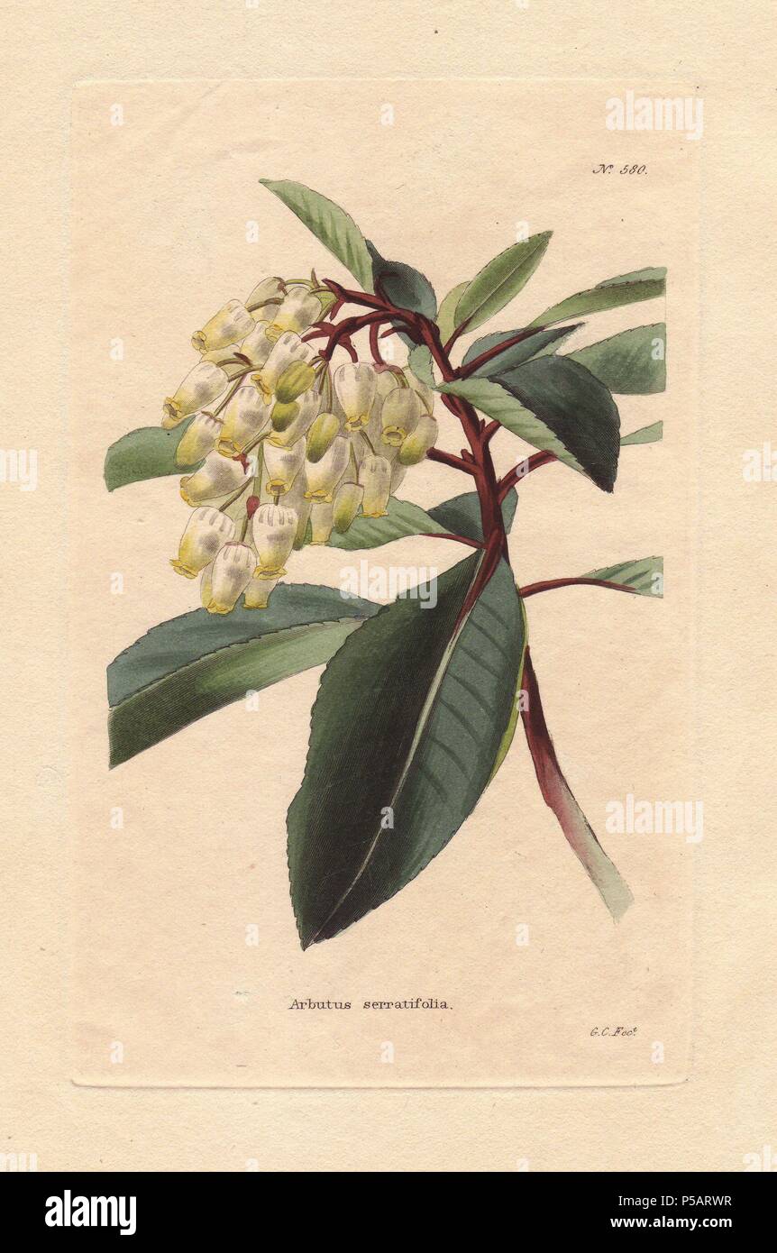 L'arbousier serratifolia. Arbre aux fraises avec une profusion de fleurs jaune crème retombantes au large de la tige, et de grandes feuilles dentelées foncé-edge.. . 'Par certains, c'est considéré comme une variété d'Arbutus andrachne, bien qu'il certainement très différente dans la forme de ses feuilles, qui sont beaucoup plus étroits, plus longtemps et dentelées. C'est censé être originaire de l'Est, et a été longtemps cultivée en Angleterre.". . Gravée par G. Cooke. . . Conrad Loddiges et fils publié un catalogue illustré de la pépinière de plantes du Jardin botanique de l'intitulé du Cabinet. Le magazine mensuel 10 en vedette à la main, illu Banque D'Images