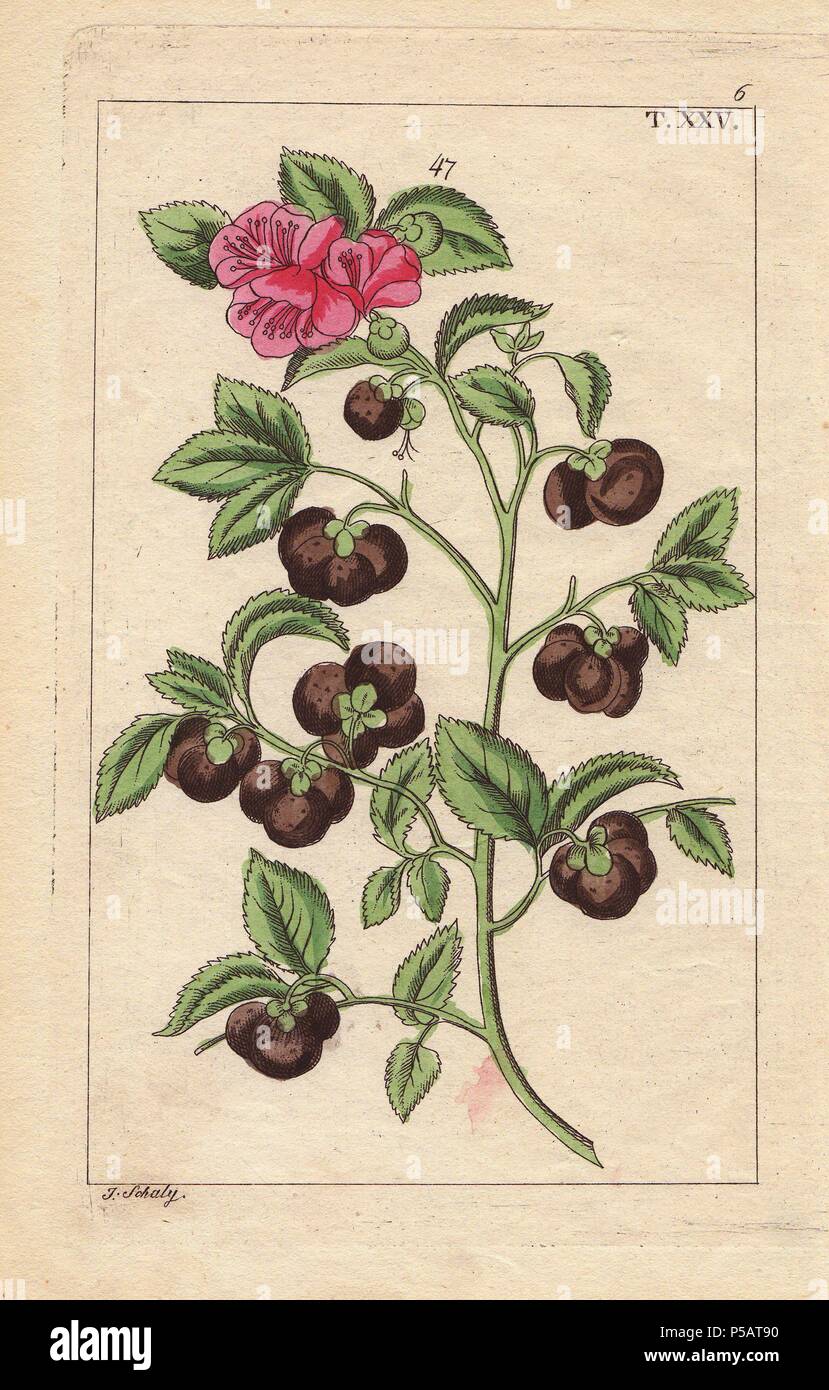 L'arbre de thé avec des fleurs et des fruits, Camellia sinensis, Thea bohea. La gravure sur cuivre coloriée d'une illustration botanique par J. Schaly de G. T. Wilhelm's 'Unterhaltungen aus der Naturgeschichte' (Encyclopédie d'Histoire Naturelle), Vienne, 1817. Tobias Gottlieb Wilhelm (1758-1811) était un prêtre et naturaliste bavarois à Augsbourg, où la première édition a été publiée. Banque D'Images