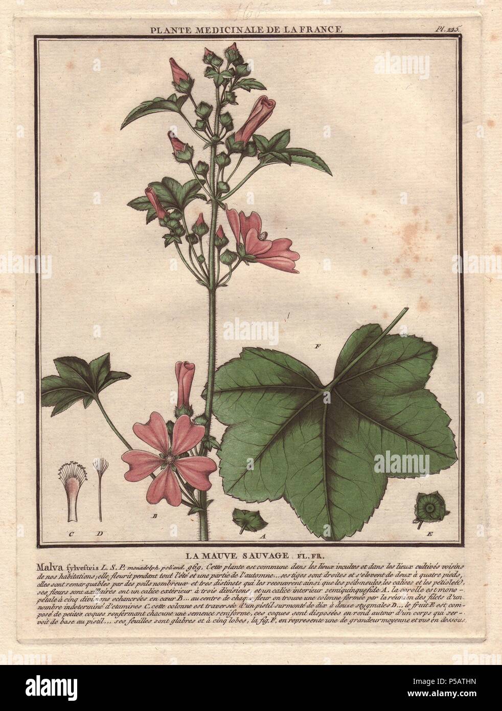 La mauve sauvage (Malva sylvestris).. . Le botaniste français Jean Baptiste François Pierre Brisson est né vers 1742 à Aubepierre-en-Barrois (Haute Marne) et est mort le 26 septembre 1793 à Paris. Il a fait ses études à Angers, et, plus tard, illustré et publié un certain nombre de botanique et de mycologie travaille sur la flore française. Il a étudié l'art et de gravure sous François Martinet, le célèbre artiste de beaucoup de l'histoire naturelle de Buffon livres. Banque D'Images