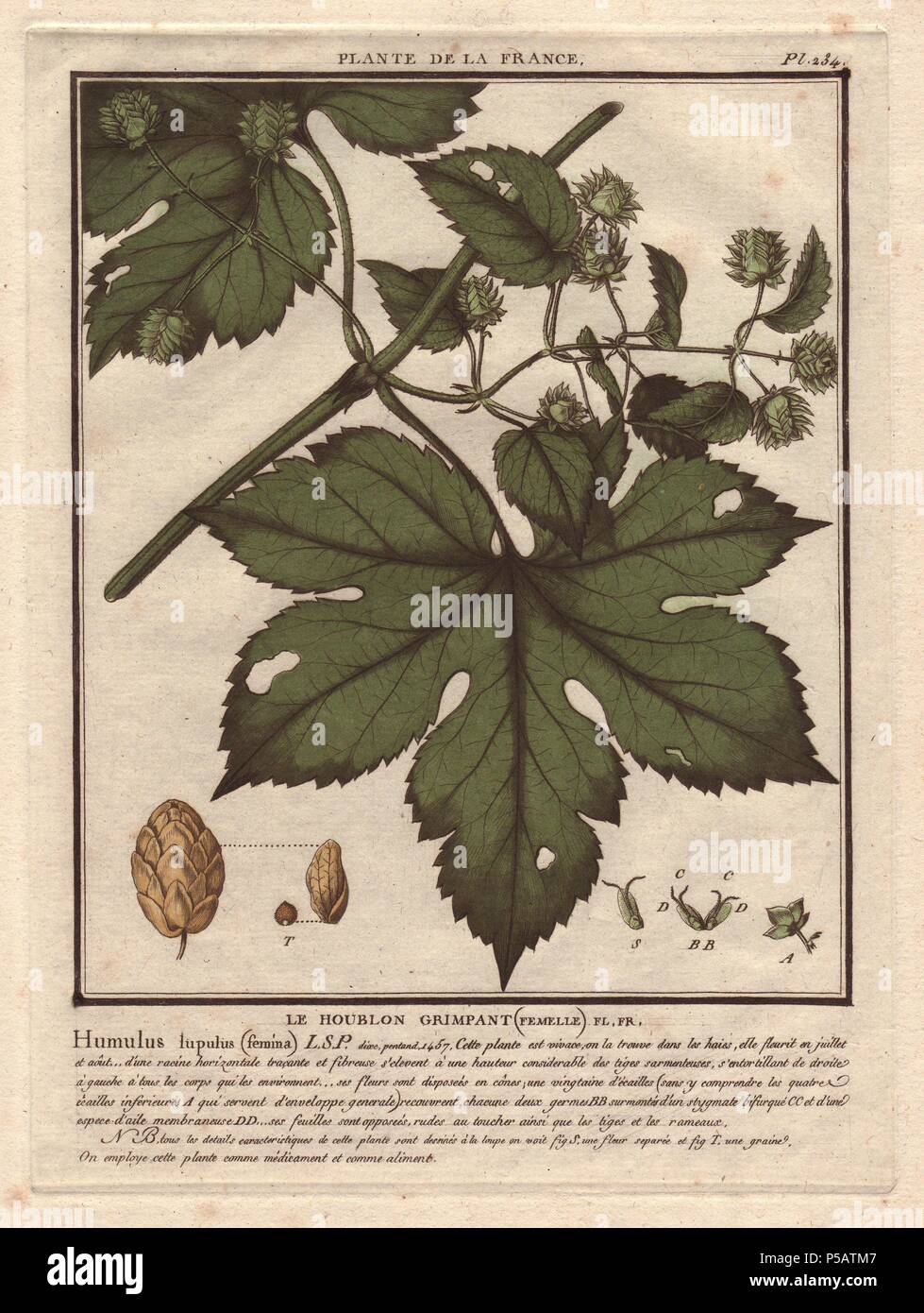 Humulus lupulus (houblon commun).. . Le botaniste français Jean Baptiste François Pierre Brisson est né vers 1742 à Aubepierre-en-Barrois (Haute Marne) et est mort le 26 septembre 1793 à Paris. Il a fait ses études à Angers, et, plus tard, illustré et publié un certain nombre de botanique et de mycologie travaille sur la flore française. Il a étudié l'art et de gravure sous François Martinet, le célèbre artiste de beaucoup de l'histoire naturelle de Buffon livres. Banque D'Images