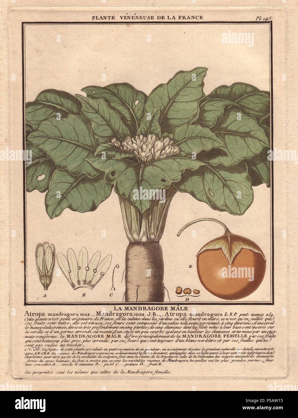 Mandrake (plantes mâles ou Atropa mandragora Mandragora officinarum).. . Le botaniste français Jean Baptiste François Pierre Brisson est né vers 1742 à Aubepierre-en-Barrois (Haute Marne) et est mort le 26 septembre 1793 à Paris. Il a fait ses études à Angers, et, plus tard, illustré et publié un certain nombre de botanique et de mycologie travaille sur la flore française. Il a étudié l'art et de gravure sous François Martinet, le célèbre artiste de beaucoup de l'histoire naturelle de Buffon livres. Banque D'Images