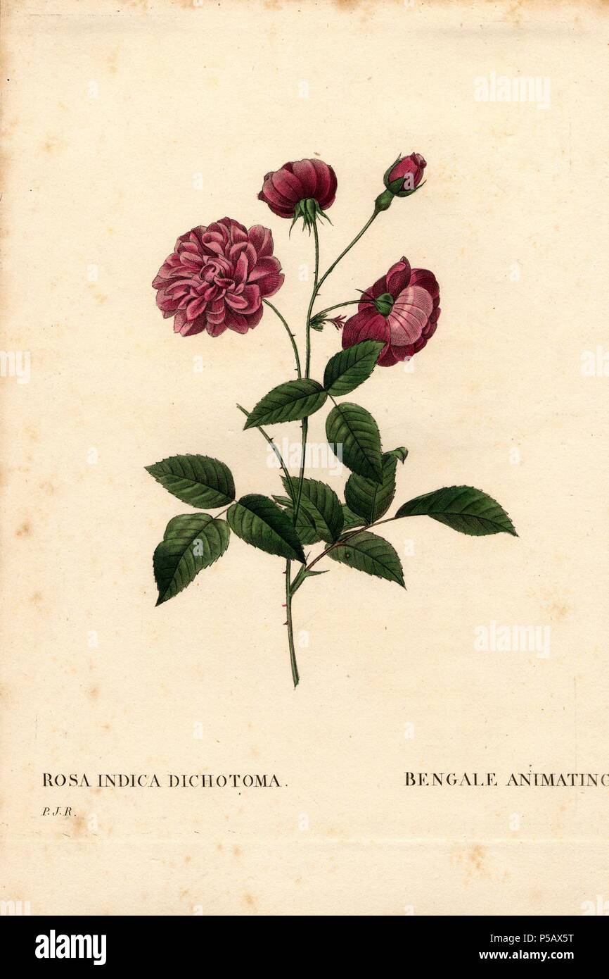 L'animation de Chine rose, Rosa chinensis hybride, le Bengale l'animation. Crépi coloriée à la gravure sur cuivre de Pierre Joseph Redoute 'Les Roses', Paris, 1828. Redoute a été artiste botanique à Marie Antoinette et l'Impératrice Joséphine. Il a peint plus de 170 aquarelles de roses des jardins de Malmaison. Banque D'Images