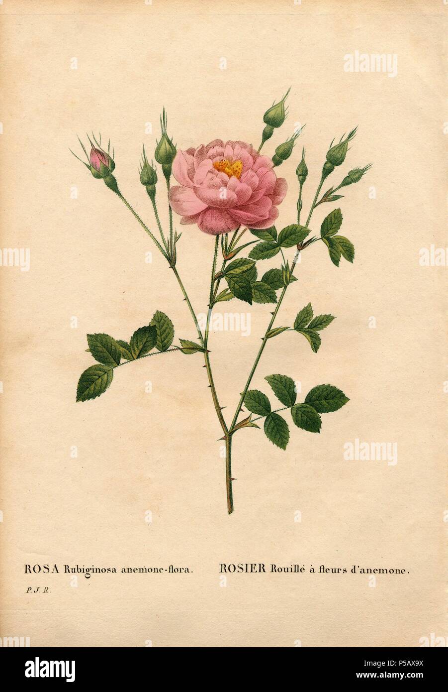 Anemone Fleur Rose Rosa Rubiginosa Sweetbriar Variété