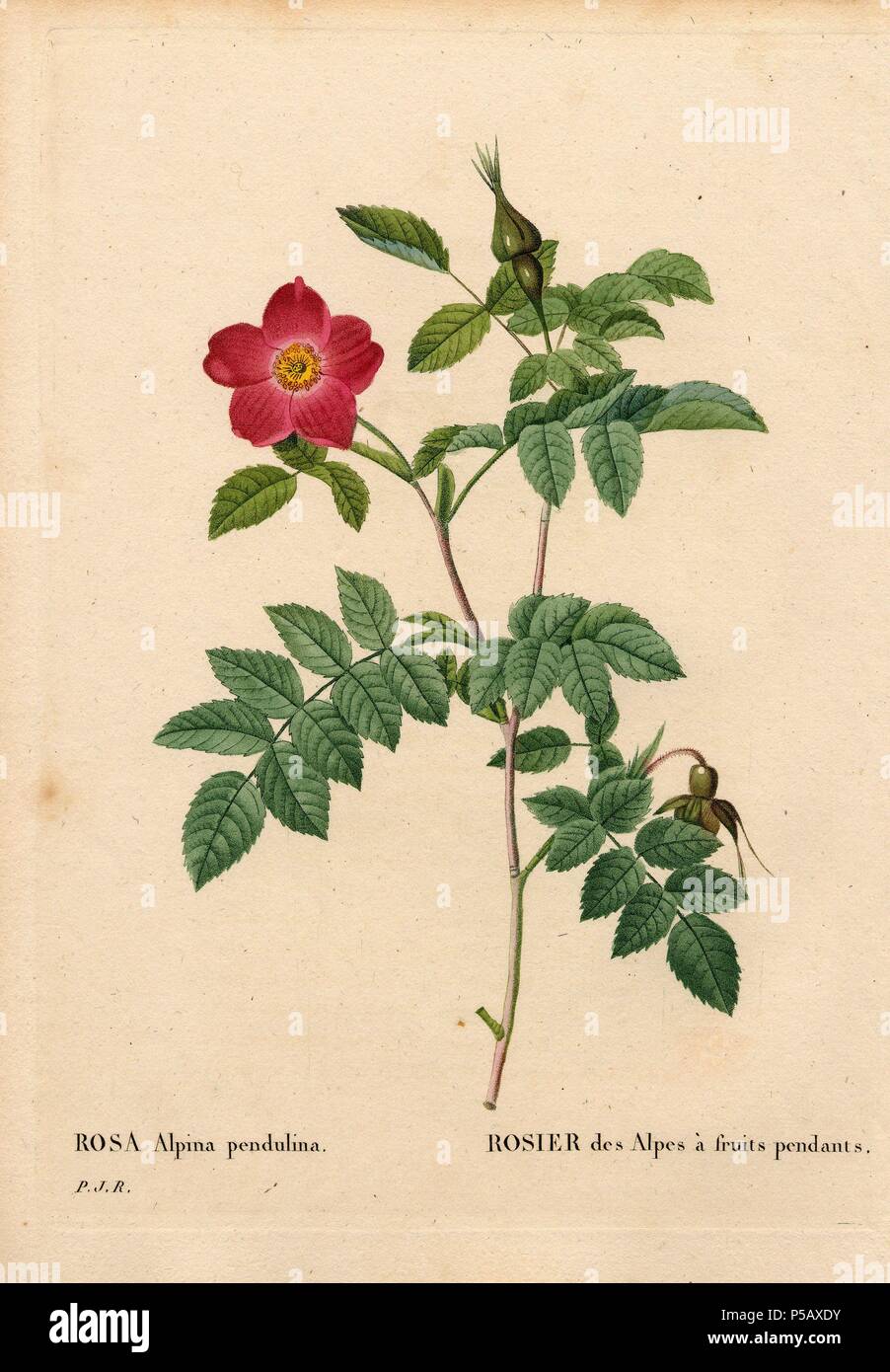 Poignée de gros fruits, roses des Alpes Rosa pendulina. Crépi coloriée à la gravure sur cuivre de Pierre Joseph Redoute 'Les Roses', Paris, 1828. Redoute a été artiste botanique à Marie Antoinette et l'Impératrice Joséphine. Il a peint plus de 170 aquarelles de roses des jardins de Malmaison. Banque D'Images