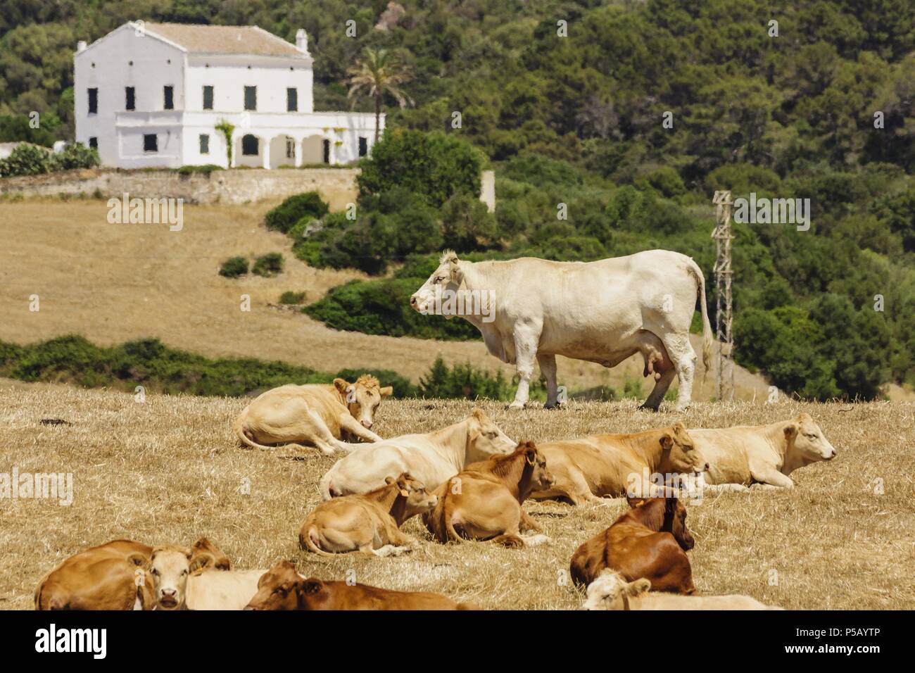 Para ganado carne, Alaior, Minorque, Andalucía, España, Europa. Banque D'Images