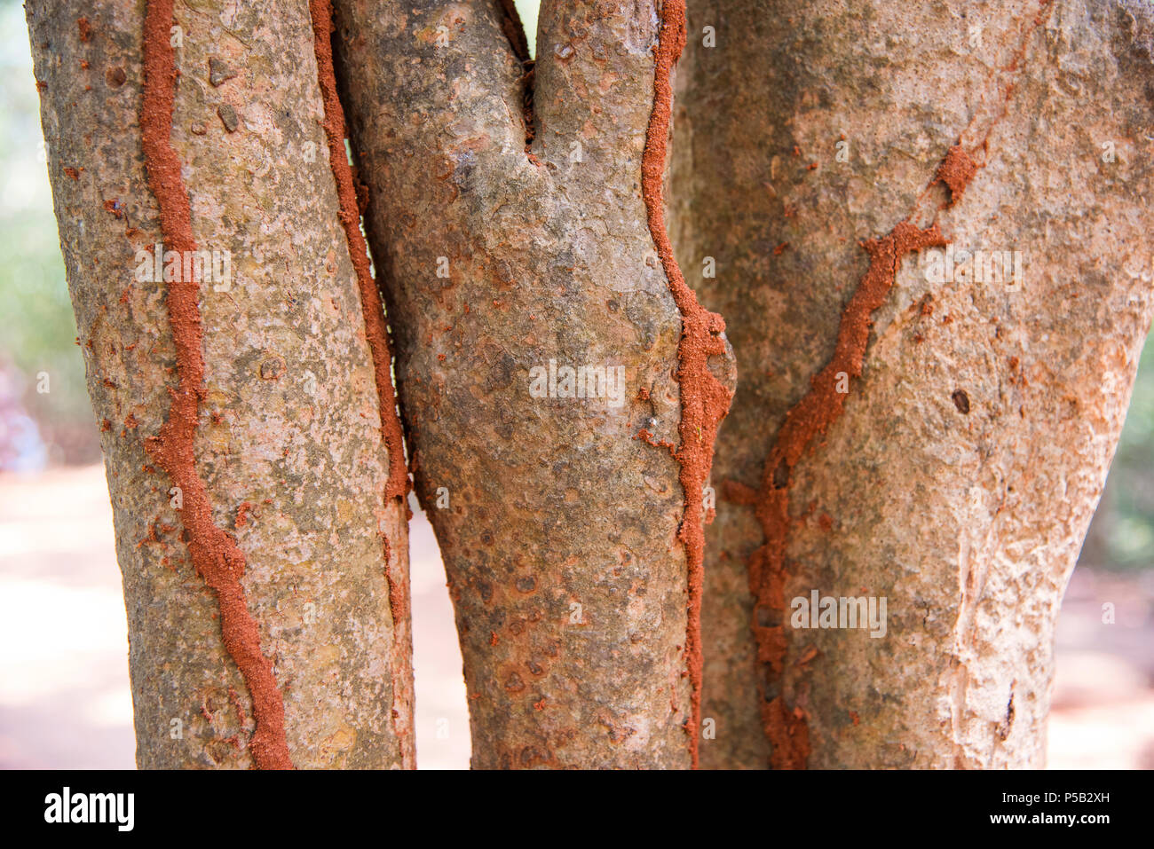Pistes de termites sur tronc d'arbre, Pondicherry, India Banque D'Images