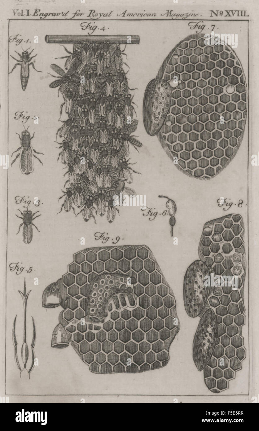 N/A. Titre de l'image : la façon que les abeilles prennent leur repos, &c. Fonction de l'image : la plaque de base, à la suite de p. 464 Source Titre : Le Royal American magazine, ou dépositaire universel de l'enseignement et de divertissement. Pour Décembre, 1774. Boston : Imprimé par et vendu à l'Union Printing-Office Maria-tagada dans la rue ..., 1774. 'Image titre tiré de la page de titre de cette question. Attribué à Paul Revere par Clarence Brigham. Revere copié l'imprimer à partir de l'Universel Magazine, juin 1768, tome 42, p. 356.' . 1774. La revue américaine RoyalAmericanMagazine 181 abeilles02784003 Banque D'Images