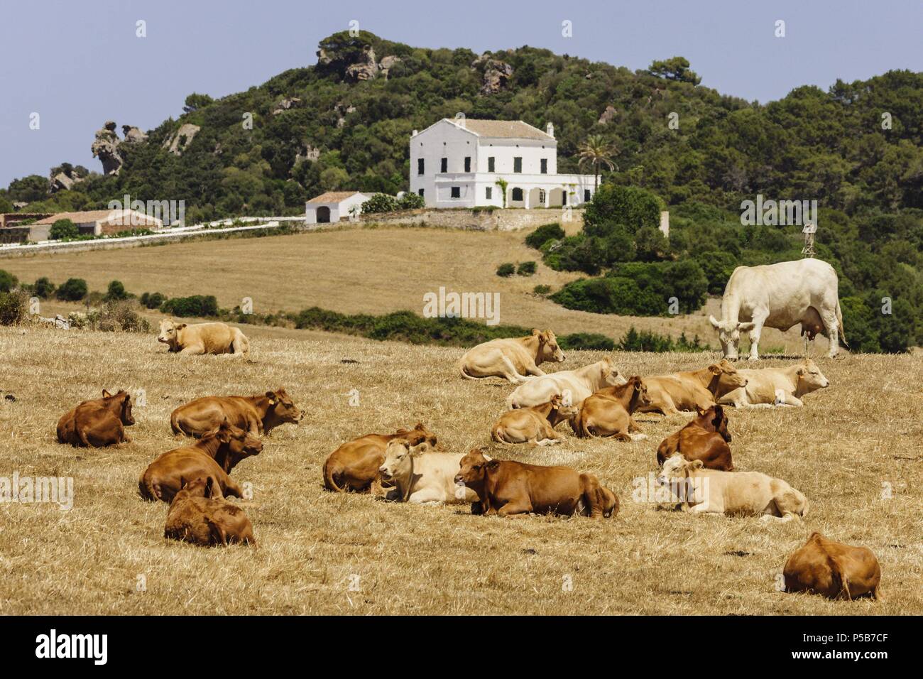 Para ganado carne, Alaior, Minorque, Andalucía, España, Europa. Banque D'Images