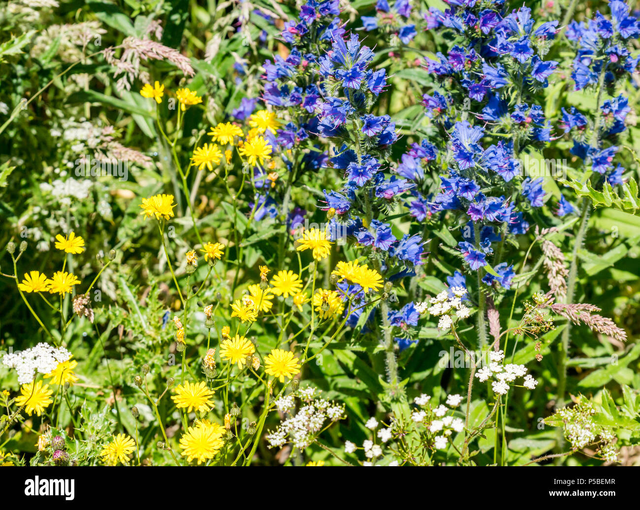 Fleurs sauvages côtières qui poussent le long de la côte, Lothian est, Écosse, Royaume-Uni; Viper's Bugloss, persil de vache Banque D'Images