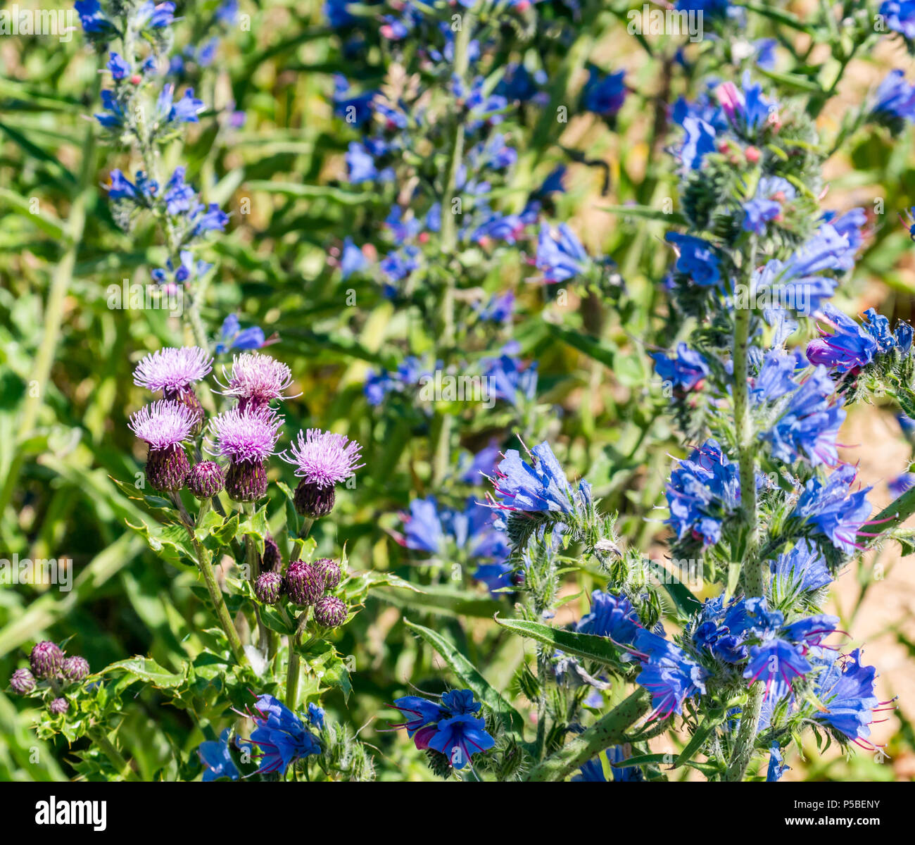Fleurs sauvages côtières poussant le long de la côte, Lothian est, Écosse, Royaume-Uni; Viper's Bugloss, et thistles Banque D'Images