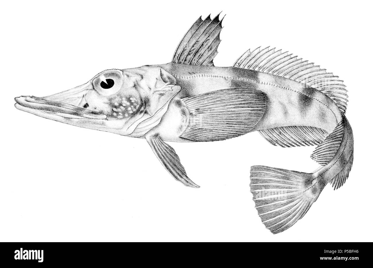 N/A. Chaenocephalus aceratus . 1913. Arthur Hodson Searle (1839-1914) Noms alternatifs A. H. Searle Description dessinateur et graveur britannique spécialisé sur des illustrations scientifiques, principalement en conchyliologie et la paléontologie Date de naissance/décès 1839 lieu de travail 1914 London 22 St George's Road, London, Tufnell Park (1905) contrôle d'autorité : Q18507855 VIAF:8998445 ISNI:0000 0000 3246 2315 RCAC:n89673351 Koninklijke:263084272 323 WorldCat Chaenocephalus aceratus Banque D'Images
