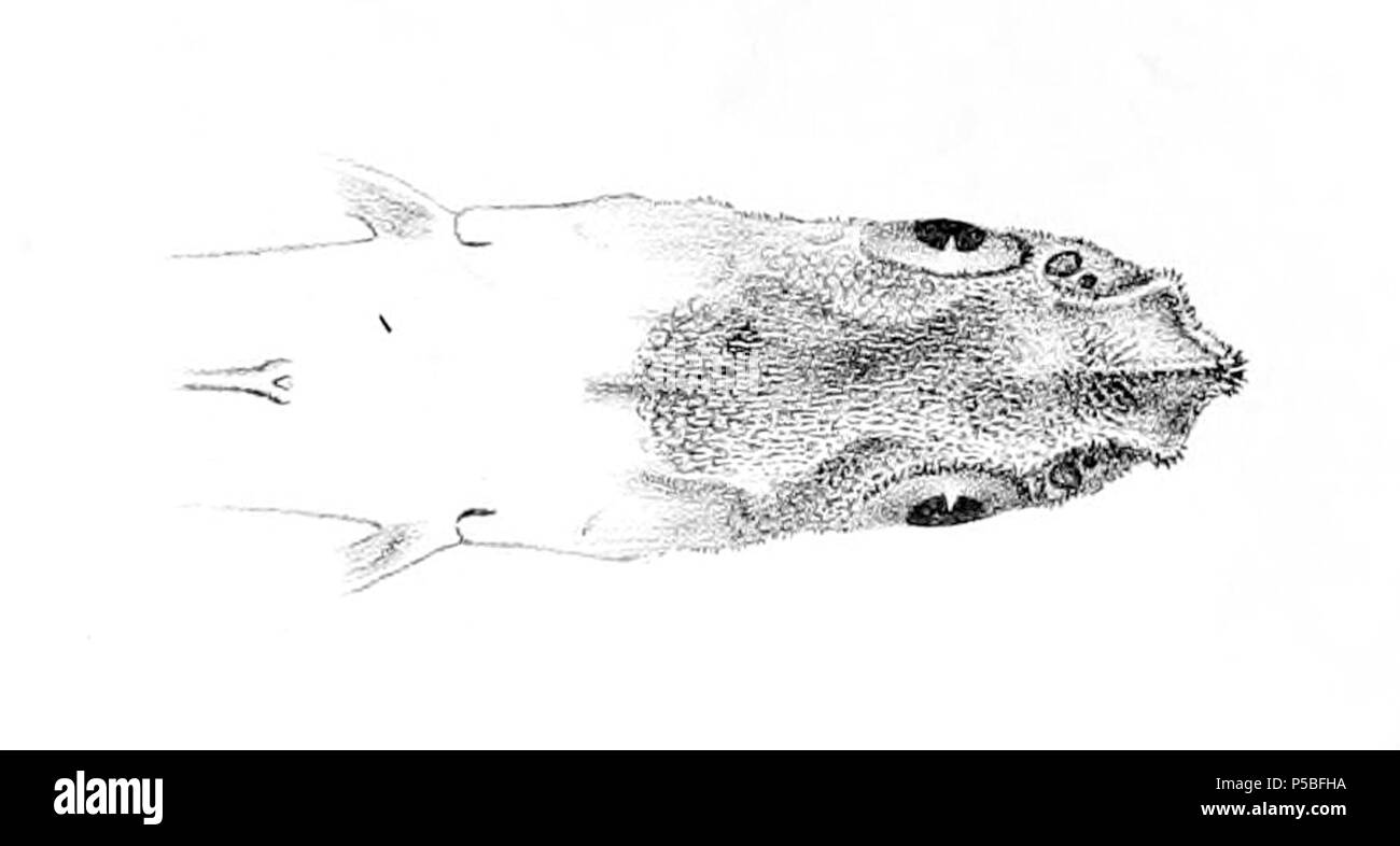 N/A. Ferrieri Coryphaenoides . 1913. Arthur Hodson Searle (1839-1914) Noms alternatifs A. H. Searle Description dessinateur et graveur britannique spécialisé sur des illustrations scientifiques, principalement en conchyliologie et la paléontologie Date de naissance/décès 1839 lieu de travail 1914 London 22 St George's Road, London, Tufnell Park (1905) contrôle d'autorité : Q18507855 VIAF:8998445 ISNI:0000 0000 3246 2315 RCAC:n89673351 Koninklijke:263084272 383 WorldCat Coryphaenoides ferrieri head Banque D'Images