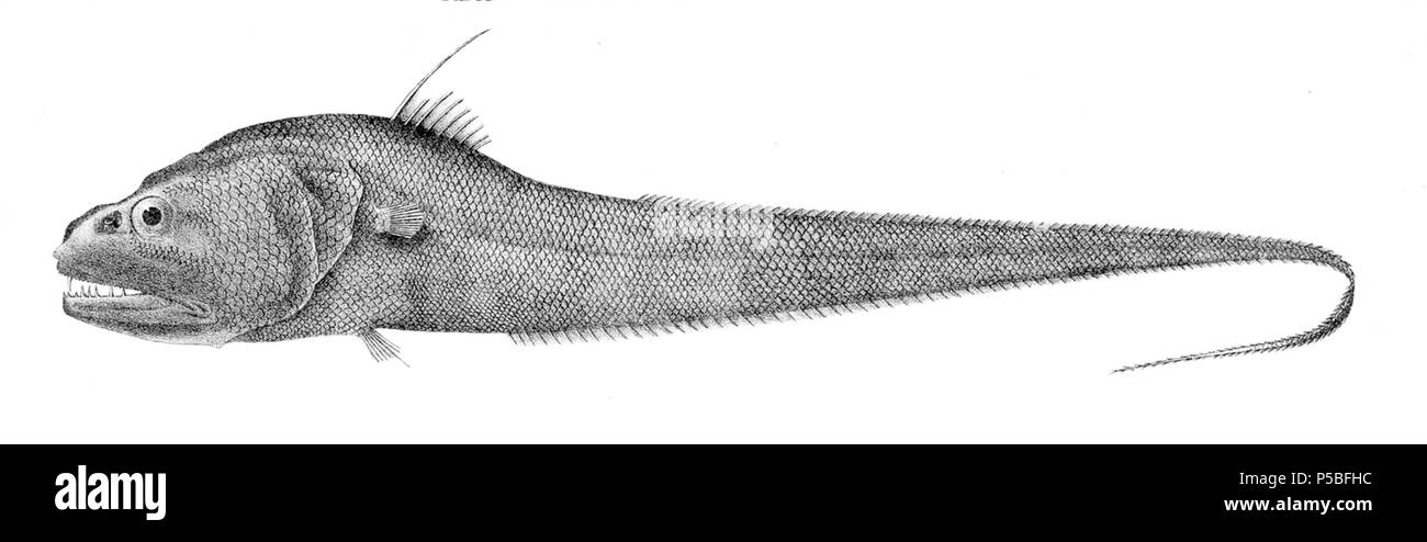 N/A. Cynomacrurus piriei . 1913. Arthur Hodson Searle (1839-1914) Noms alternatifs A. H. Searle Description dessinateur et graveur britannique spécialisé sur des illustrations scientifiques, principalement en conchyliologie et la paléontologie Date de naissance/décès 1839 lieu de travail 1914 London 22 St George's Road, London, Tufnell Park (1905) contrôle d'autorité : Q18507855 VIAF:8998445 ISNI:0000 0000 3246 2315 RCAC:n89673351 Koninklijke:263084272 396 Cynomacrurus piriei WorldCat Banque D'Images