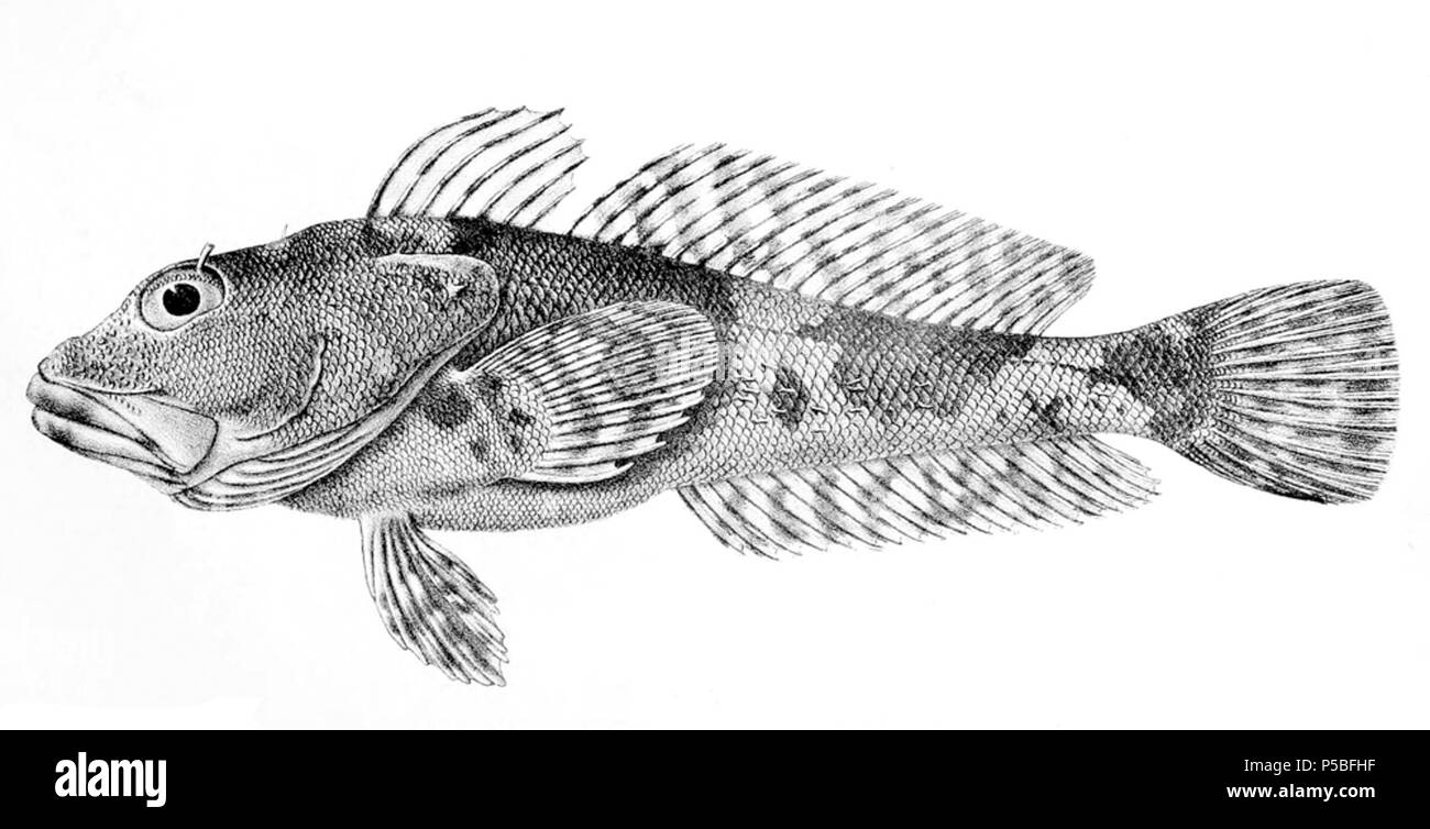N/A. Cottoperca gobio . 1913. Arthur Hodson Searle (1839-1914) Noms alternatifs A. H. Searle Description dessinateur et graveur britannique spécialisé sur des illustrations scientifiques, principalement en conchyliologie et la paléontologie Date de naissance/décès 1839 lieu de travail 1914 London 22 St George's Road, London, Tufnell Park (1905) contrôle d'autorité : Q18507855 VIAF:8998445 ISNI:0000 0000 3246 2315 RCAC:n89673351 Koninklijke:263084272 WorldCat 384 Cottoperca gobio1 Banque D'Images