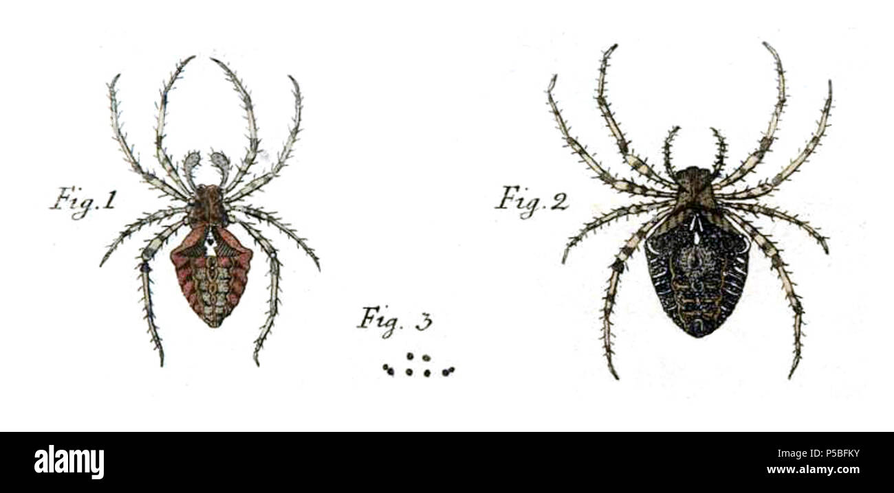 N/A. Anglais : peintures de la description originale de Araneus angulatus par Carl Clerck. Figure 1 - hommes, figure 2 - femme, figure 3 - Diagramme d'yeux. . 1757. Carl Alexander Clerck (1709-1765) 118-Araneus angulatus-figure1757 Banque D'Images