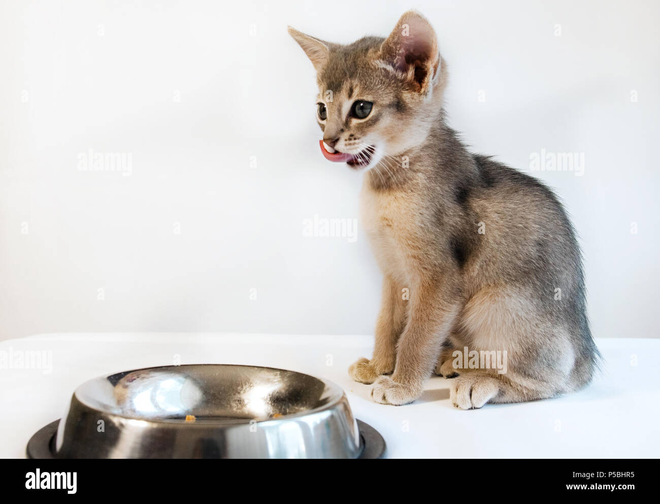 Mignon Petit Chat Abyssin Se Trouve A S En Lecher Les Babines Apres Avoir Mange Isole Photo Stock Alamy Mignon Petit Chat Abyssin Se Trouve A S En Lecher Les Babines Apres Avoir Mange Isole Photo Stock Alamy