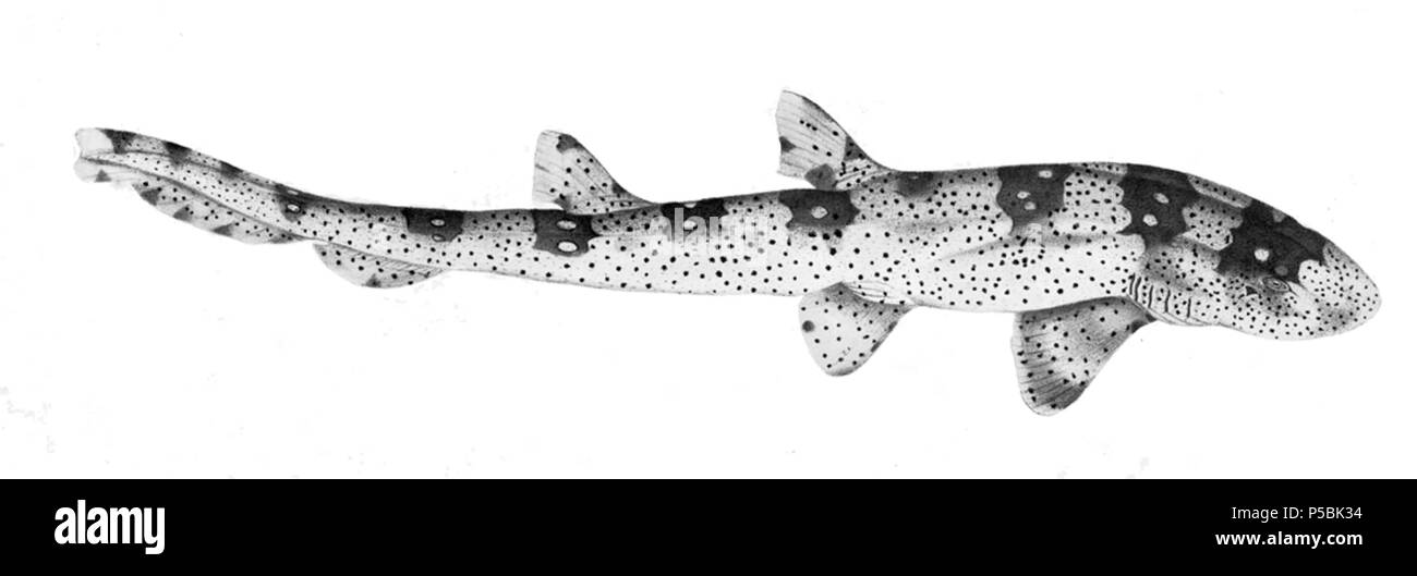 N/A. » Scyllum français : ornatum "  = Chiloscyllium plagiosum (Whitespotted requin bambou) English : Scyllum » » ornatum  = Chiloscyllium plagiosum (Requin-chabot agrafes blanches) . Entre 1830 et 1832. Thomas Hardwicke (1755-1835) Noms alternatifs Hardw. Soldat et naturaliste anglais Description Date de naissance/décès 1755 3 mai 1835 Lieu de naissance/décès London Borough of Lambeth contrôle d'autorité : Q2543258 VIAF:308180676 RCAC:nb:Botaniste2013018703 Hardw. WorldCat SUDOC:183009134 Chiloscyllium plagiosum2 338 Banque D'Images