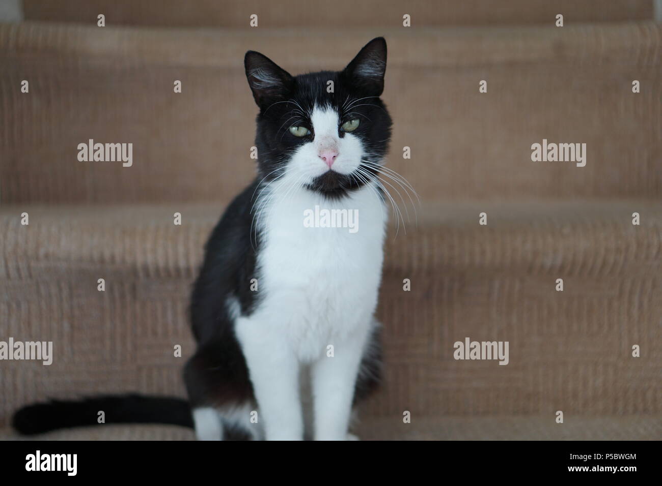 Chat noir et blanc Banque D'Images