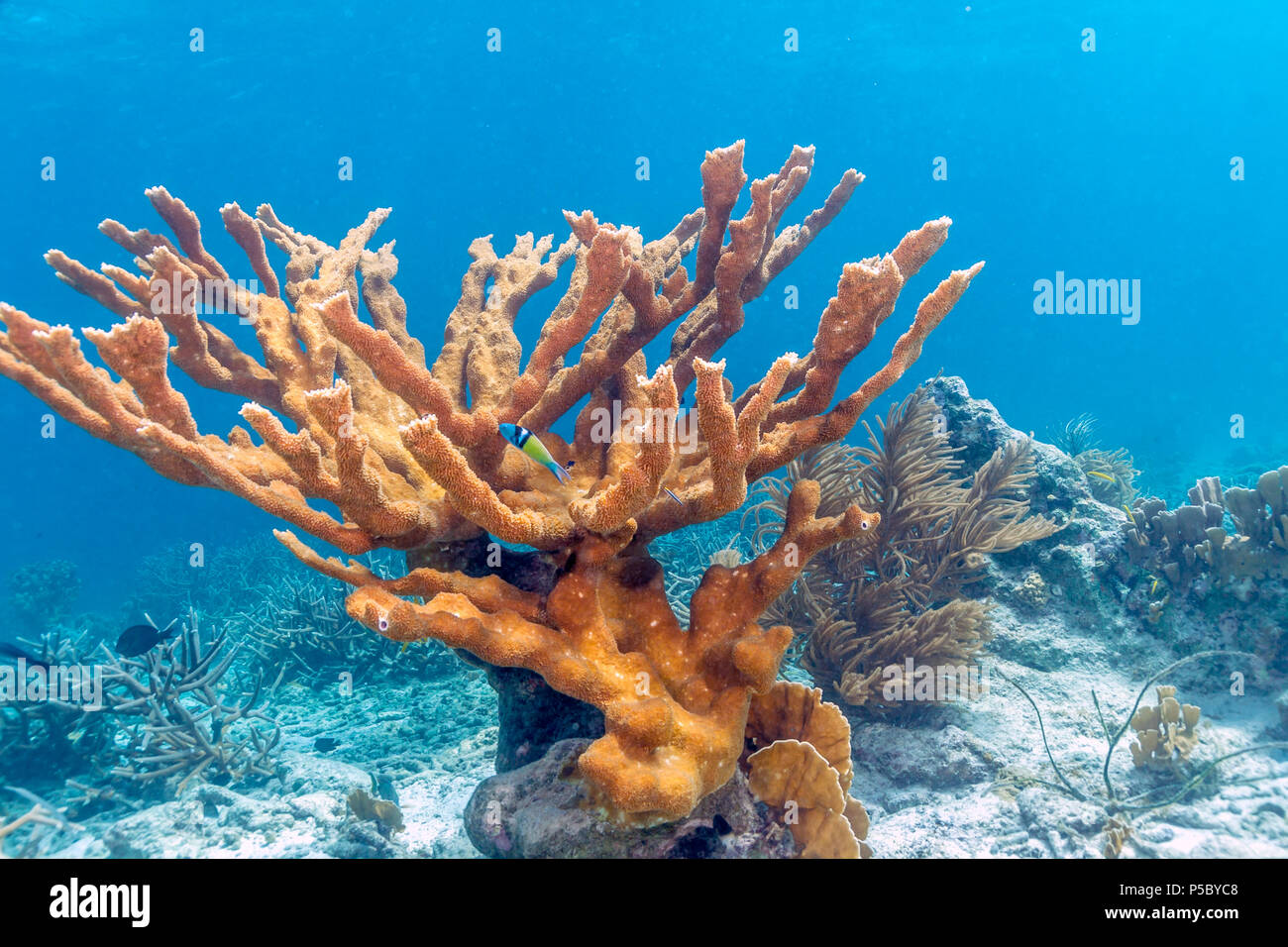 Corail Elkhorn (Acropora palmata) est considéré comme l'un des plus importants coraux bâtisseurs dans les Caraïbes. Banque D'Images